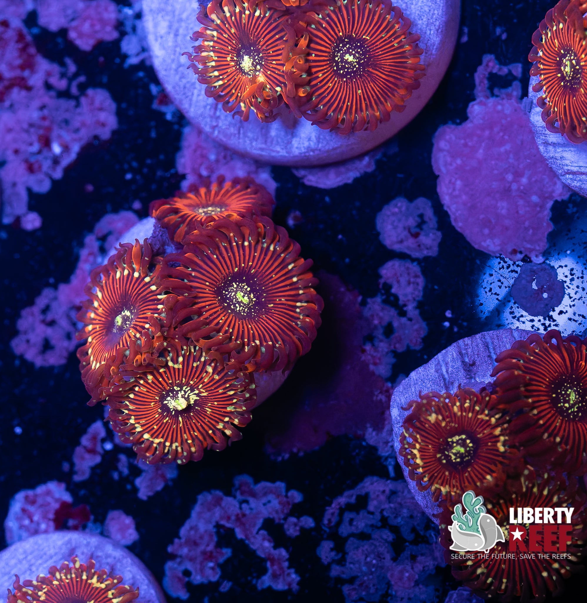 Magician Zoas