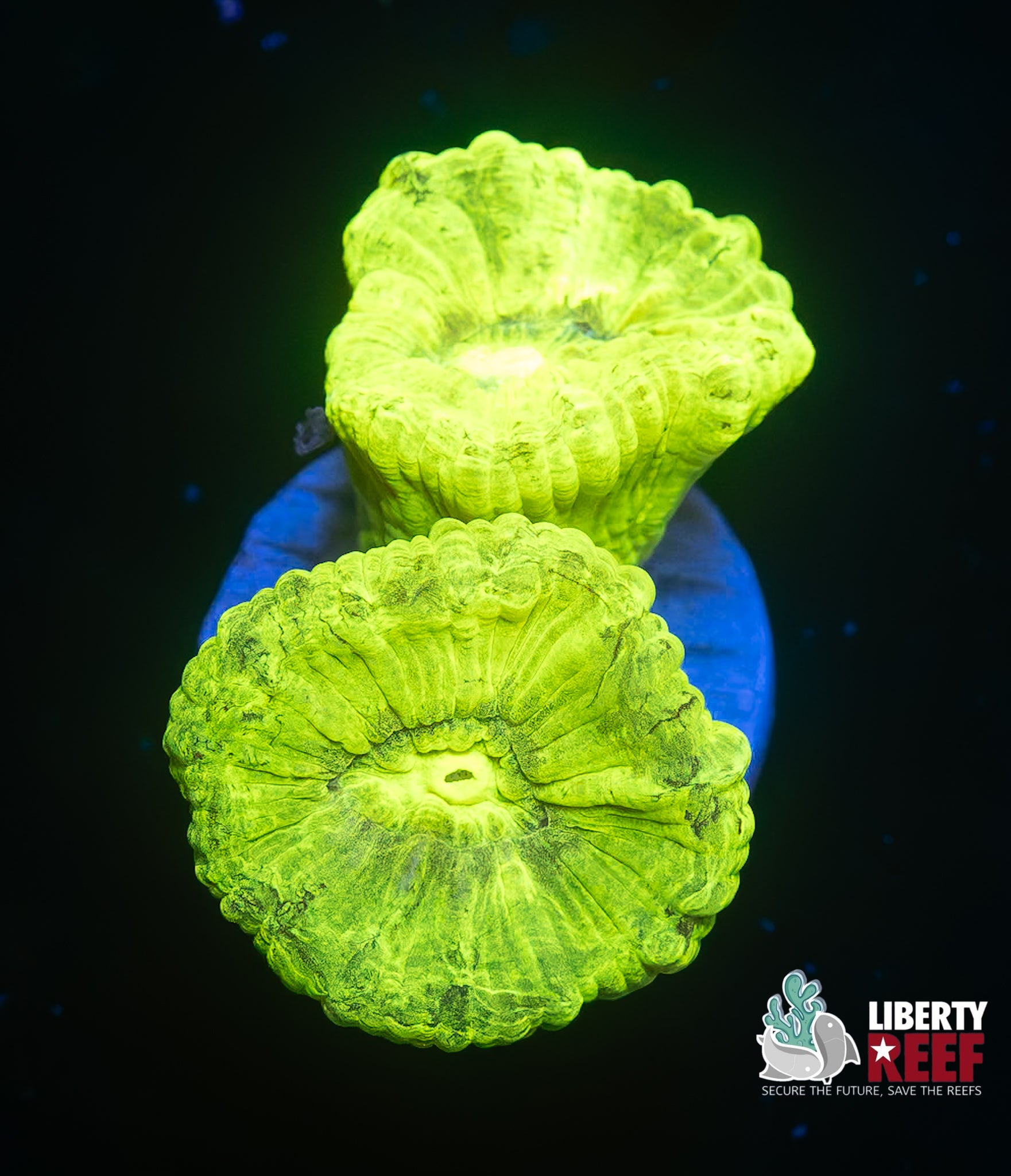 Double Kryptonite Candy Cane