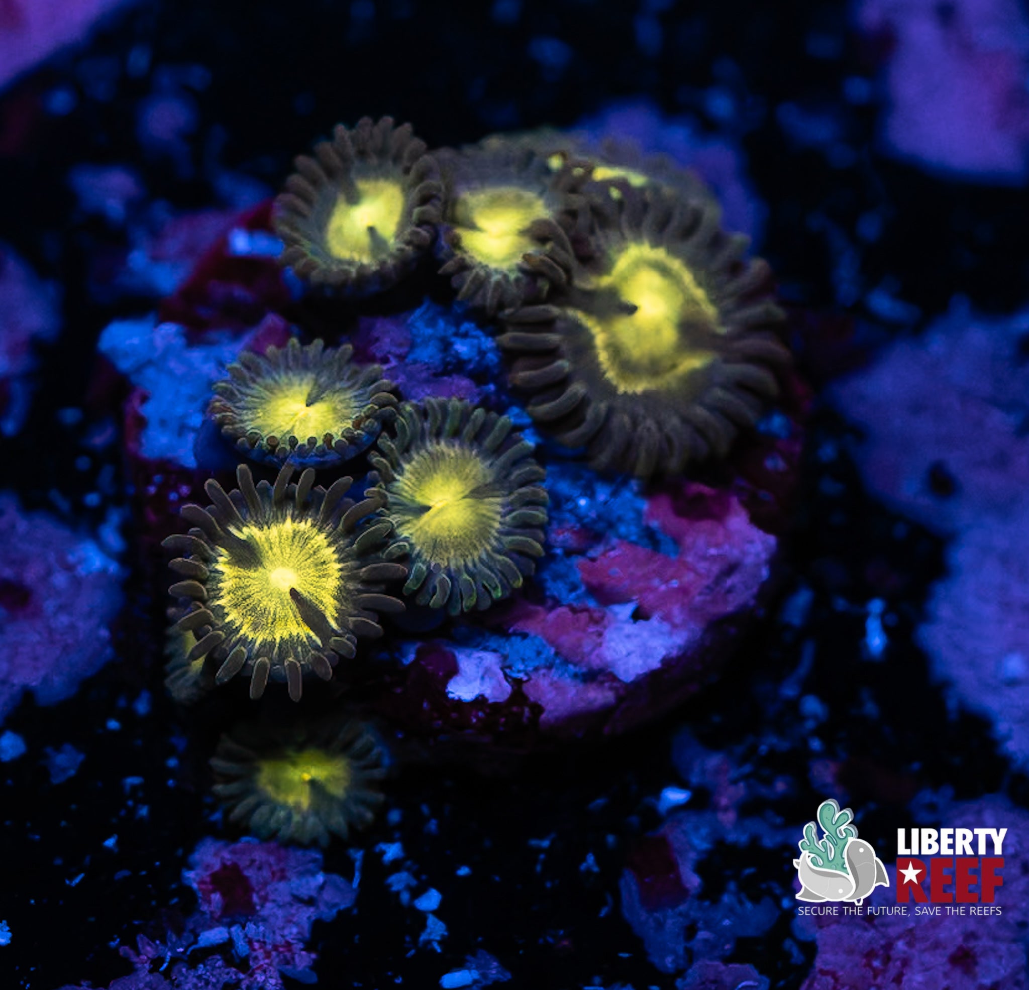 Cheesehead Zoas