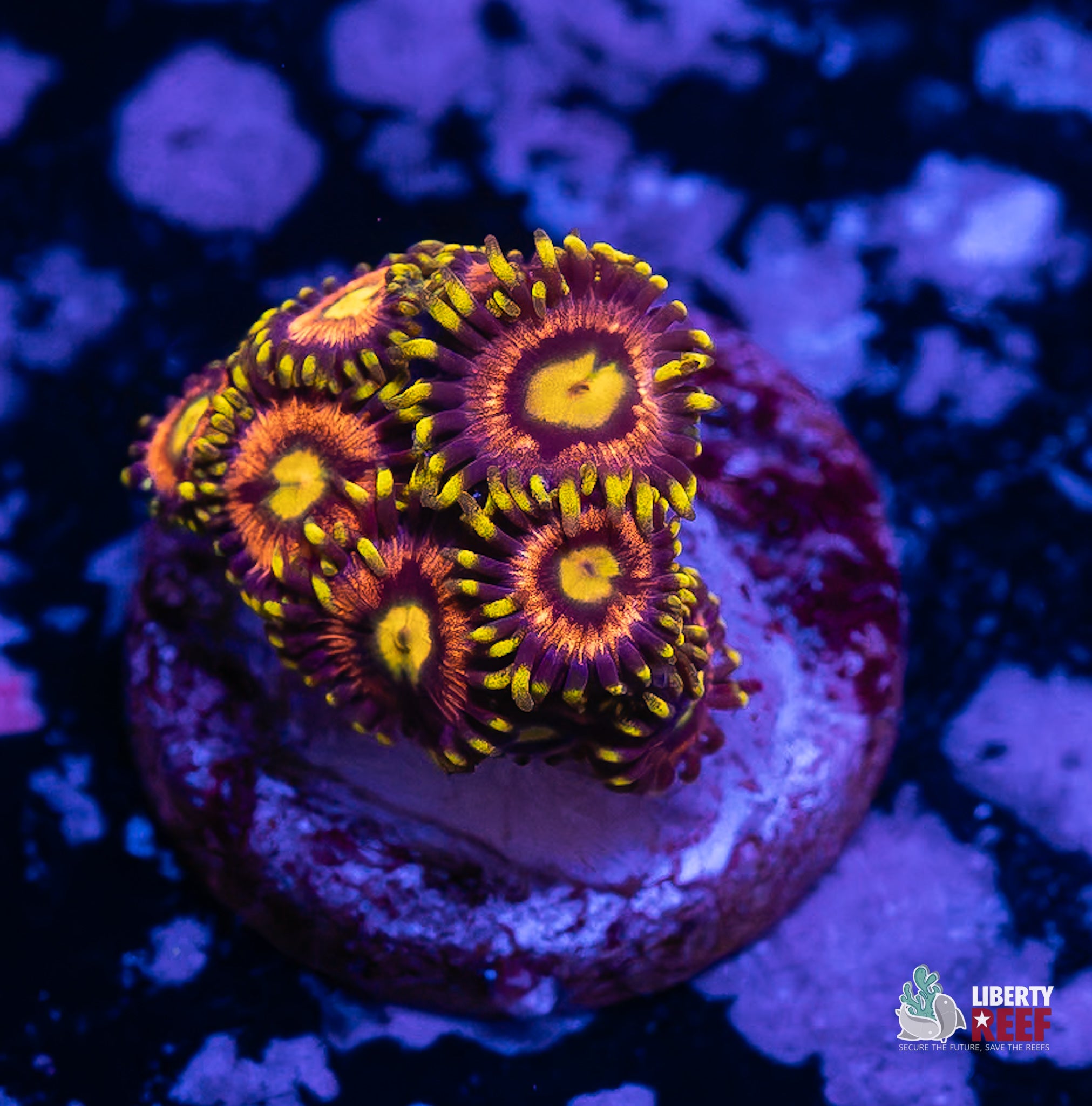 10/31 Online Auction