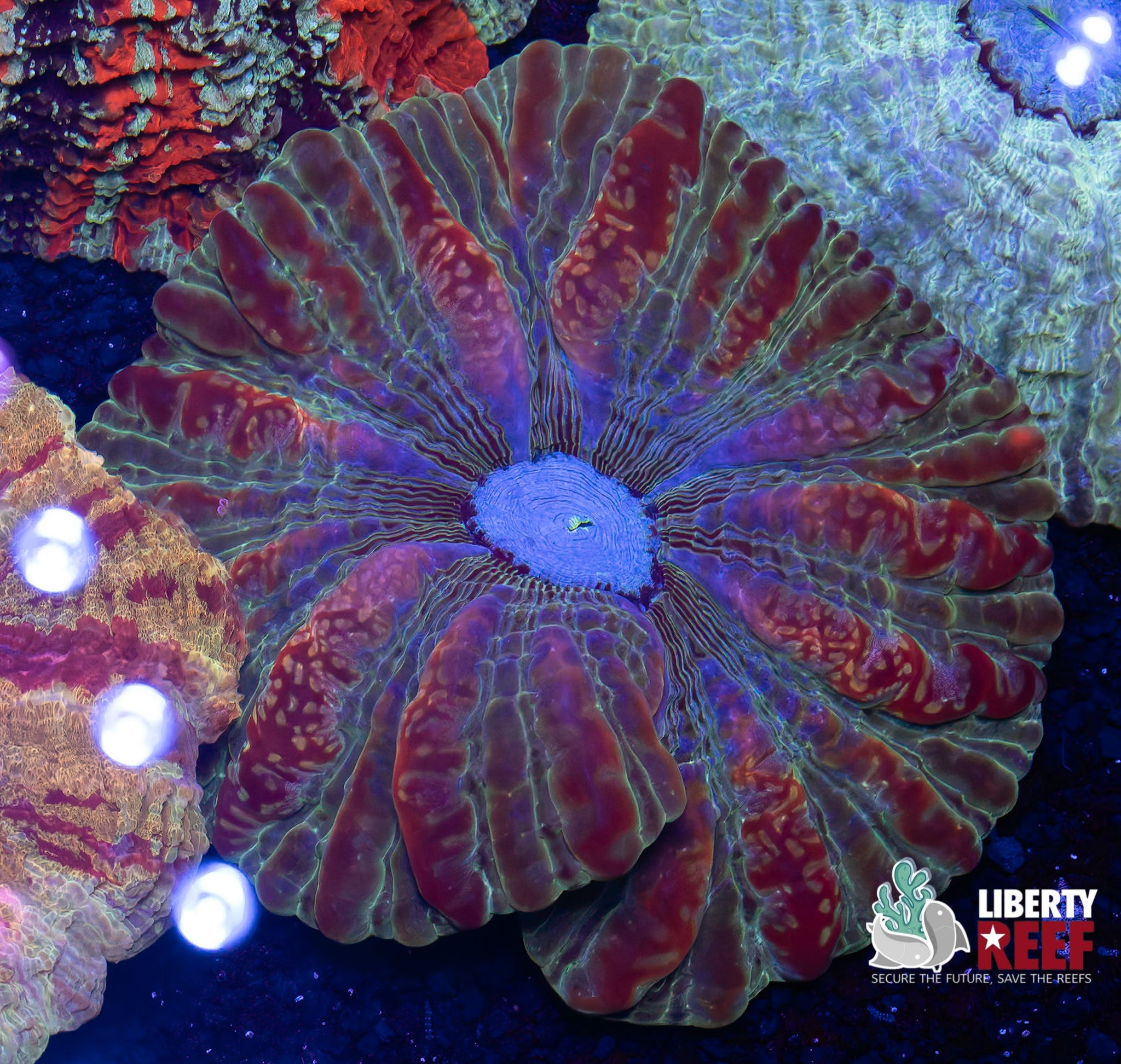 Dr. Evil Rainbow Indophyllia (Large)