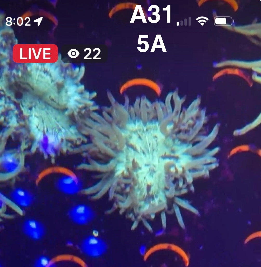 Facebook Live Auctioning