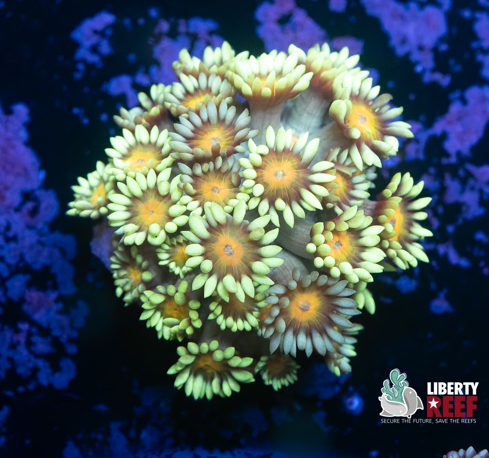 Sunny D Goniopora