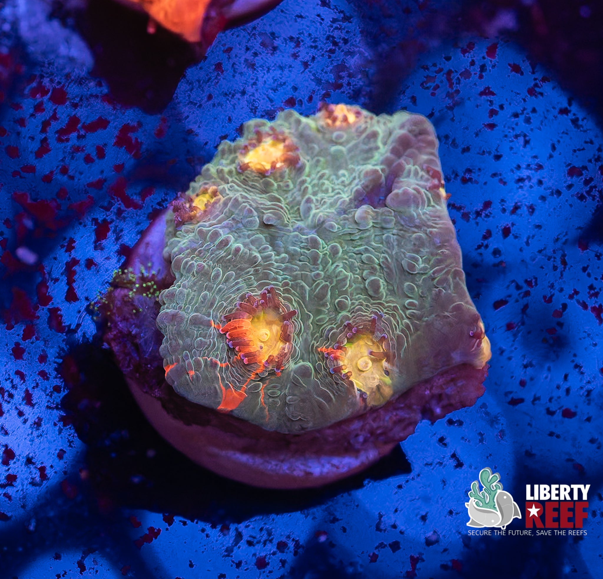 Jaw Dropper Rainbow Chalice