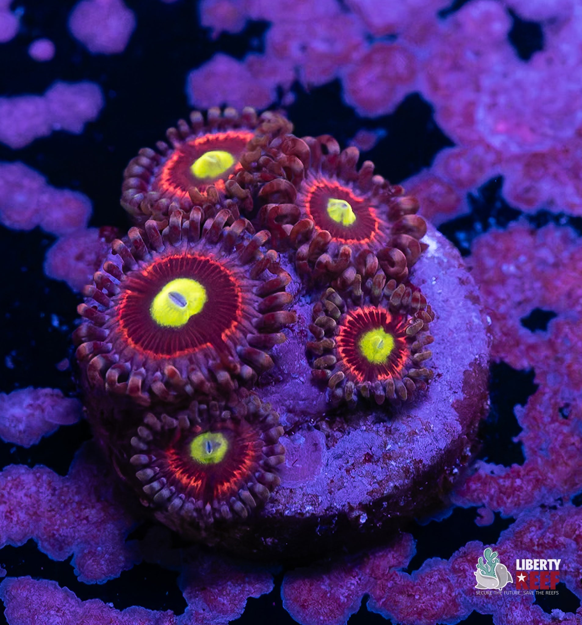 Radioactive Cat Eye Zoas