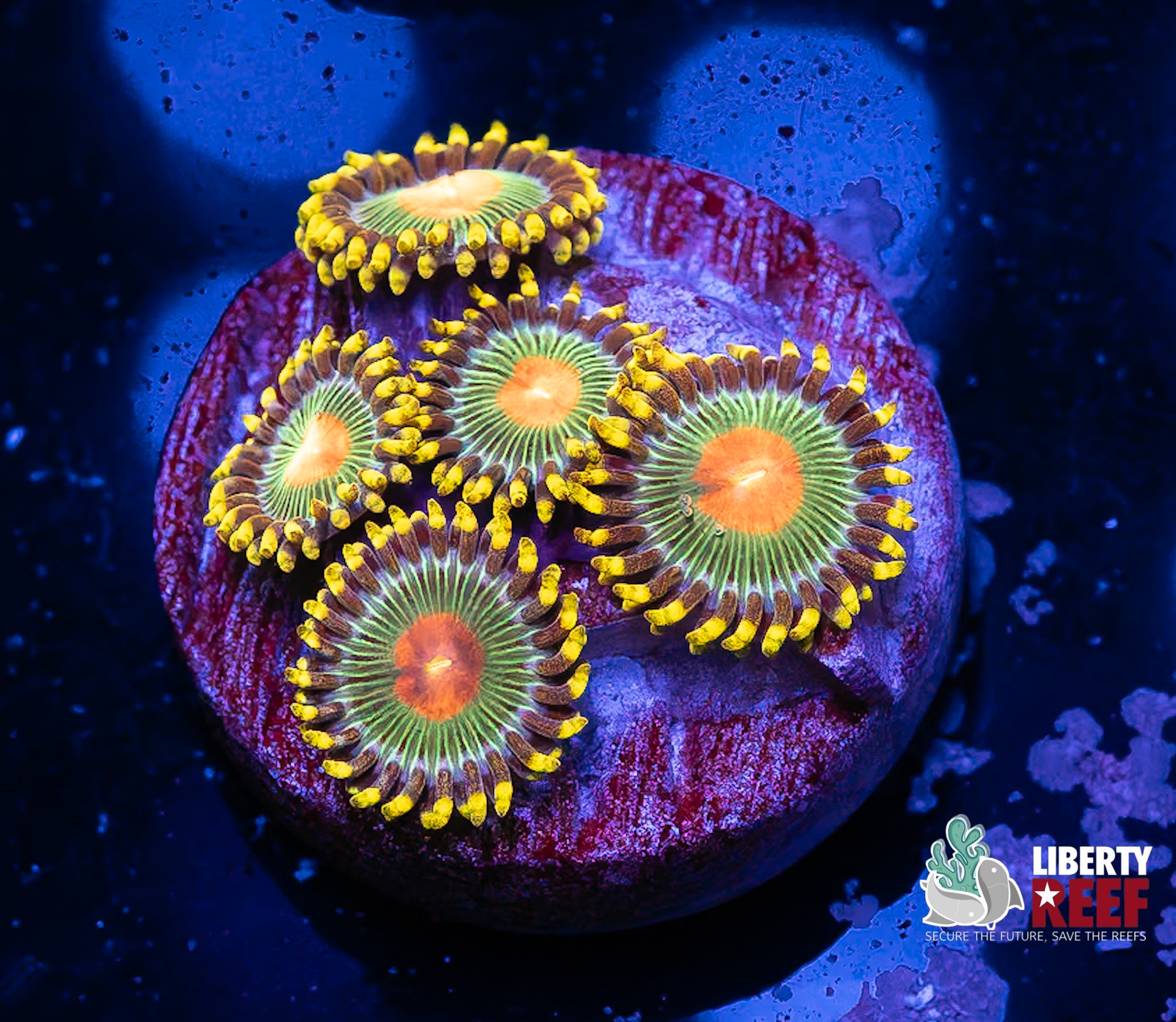 Green Bay Packers Zoas