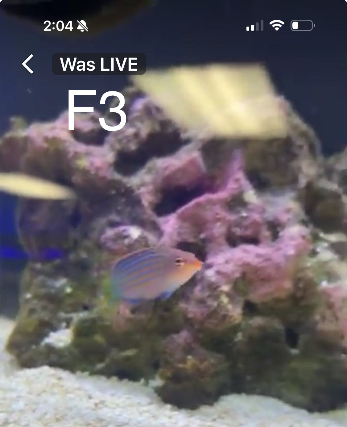 Facebook Live Auctioning