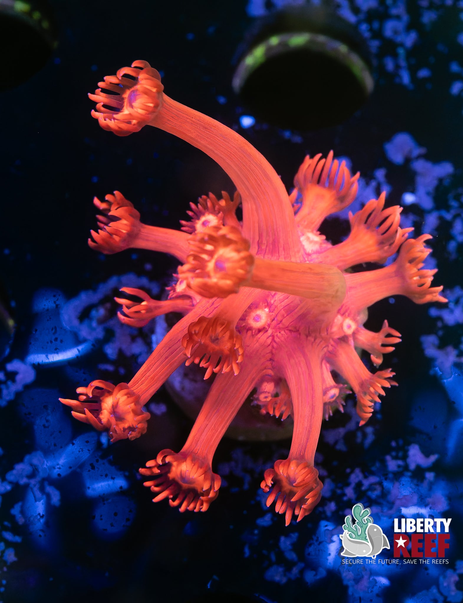 Metallic Red Goniopora