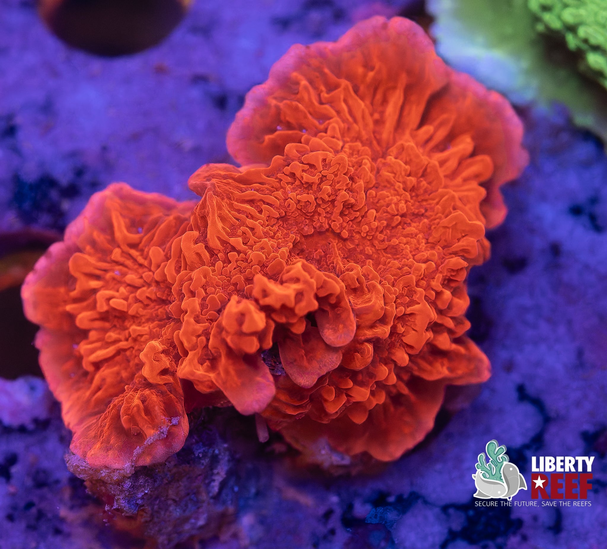 Red Plating Montipora