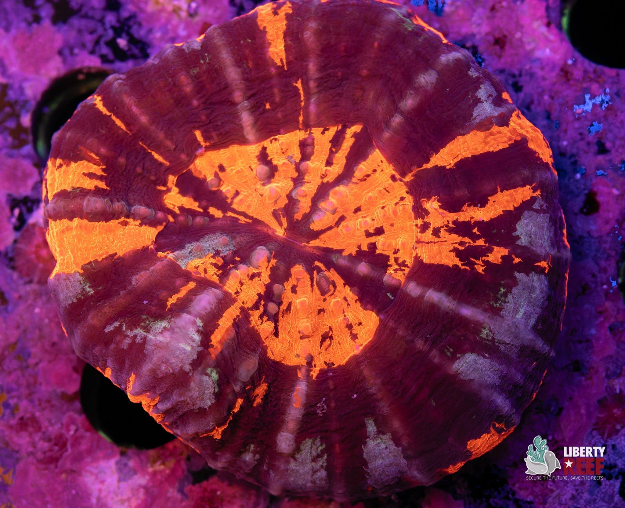 Ultra Warpaint Scoly