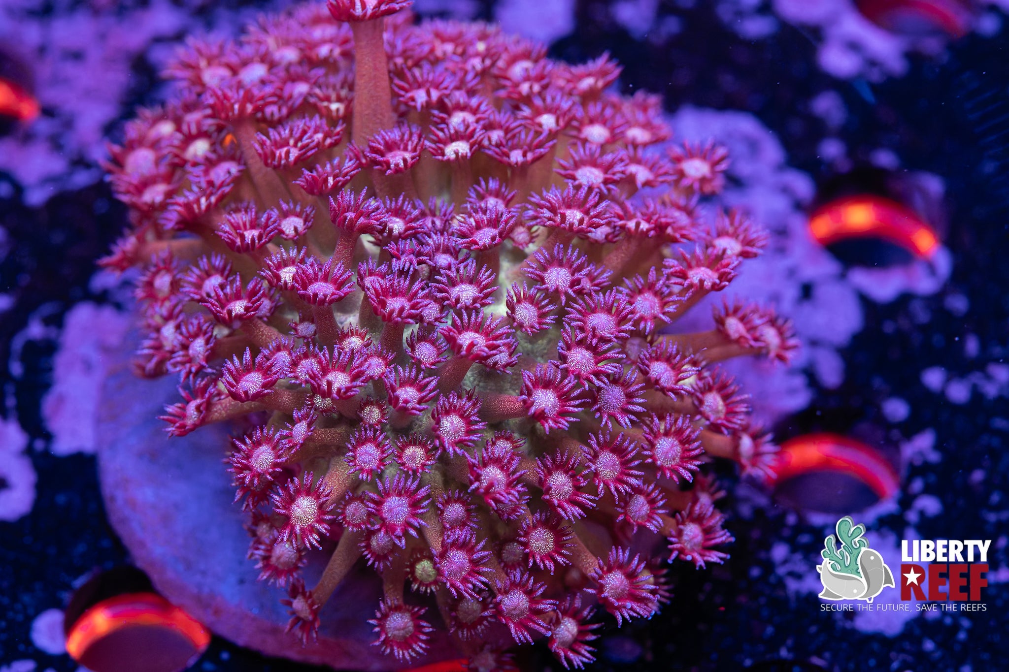 Insane GlitterBOMB Goniopora Colony (4x4)