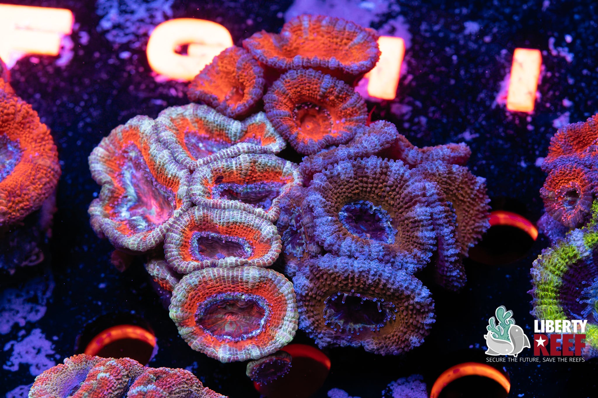 Ultra Acan Garden