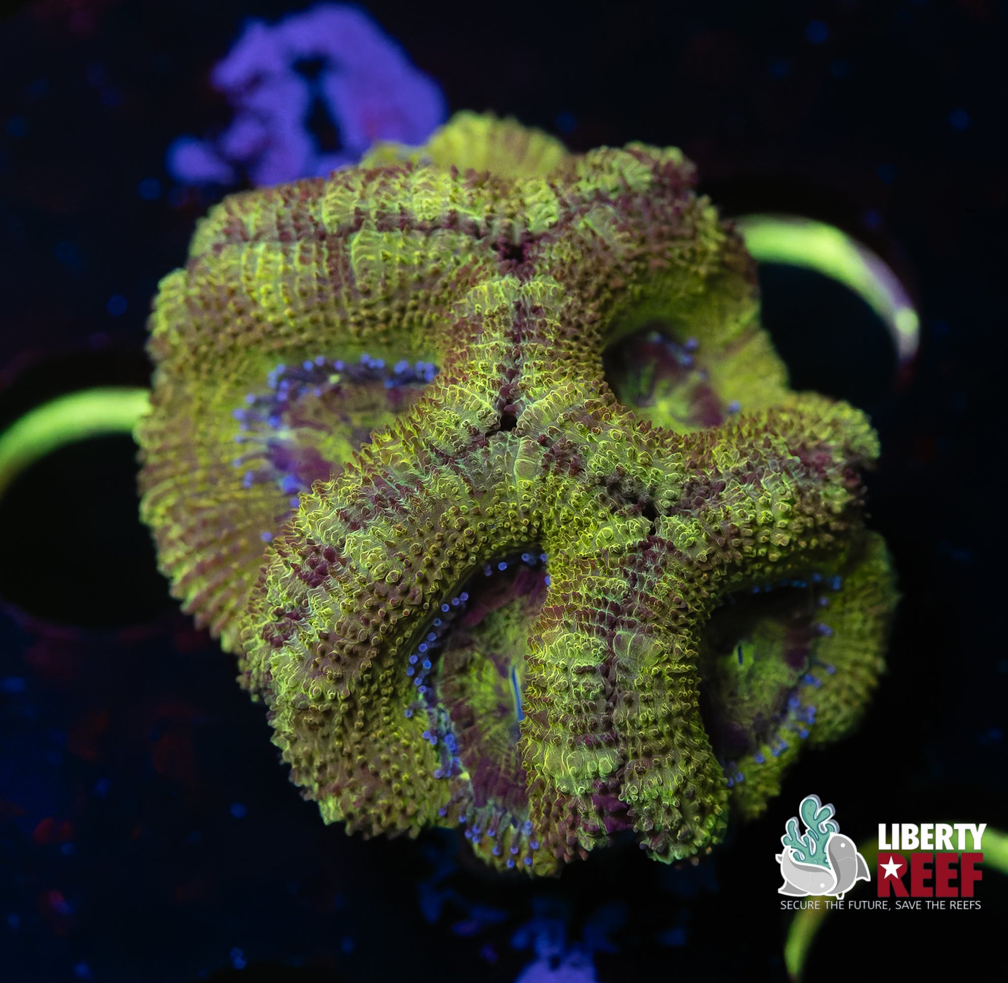 Lucky Charms Acans