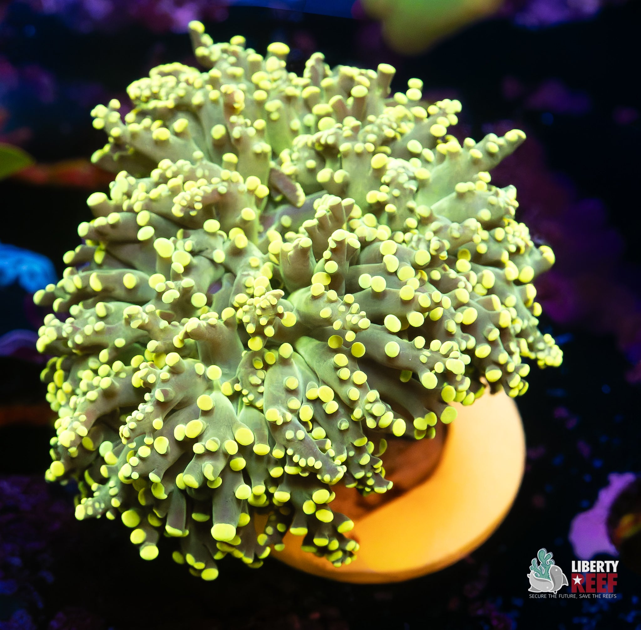 10/31 Online Auction