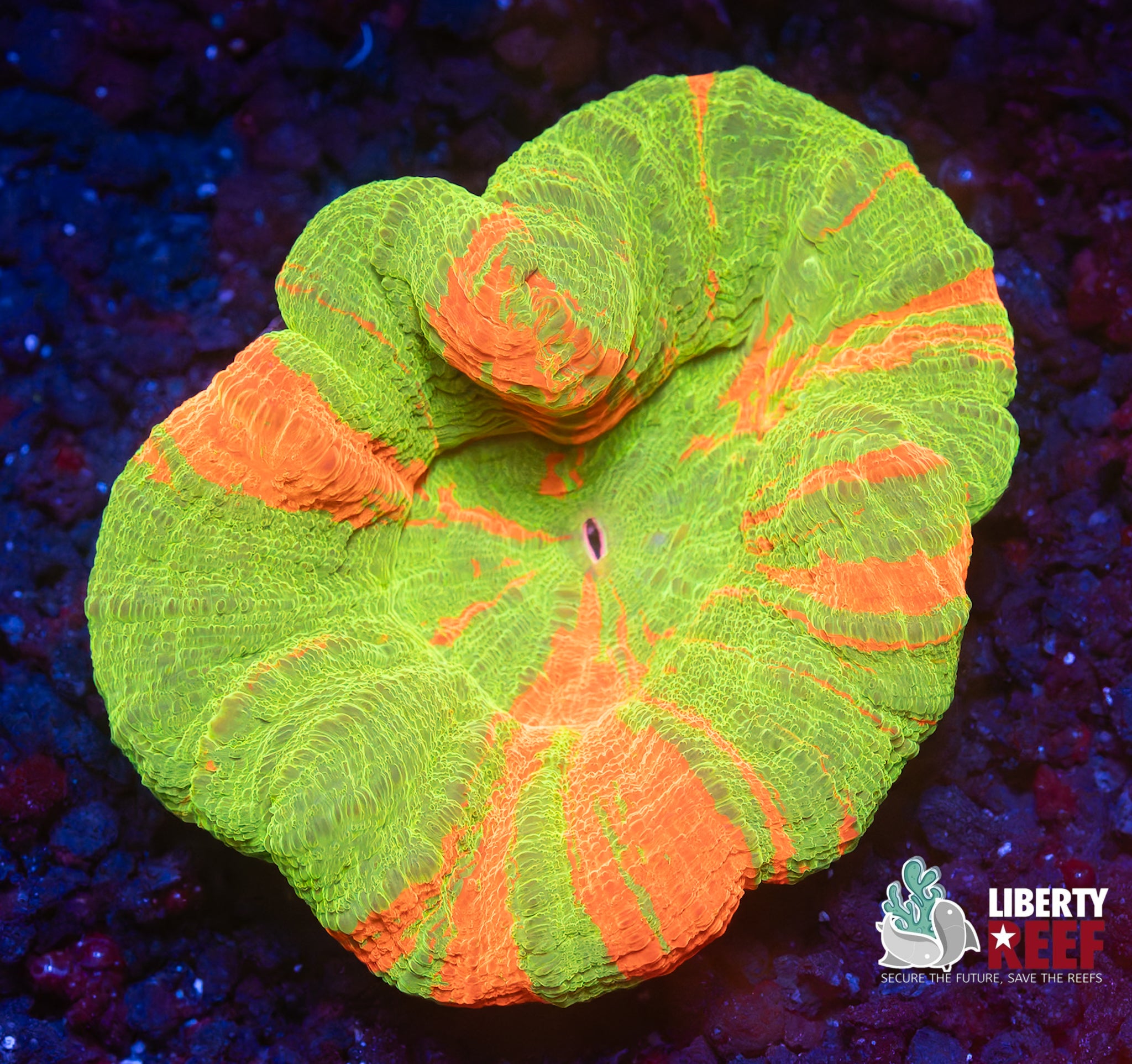 Wicked Bleeding Apple Scoly