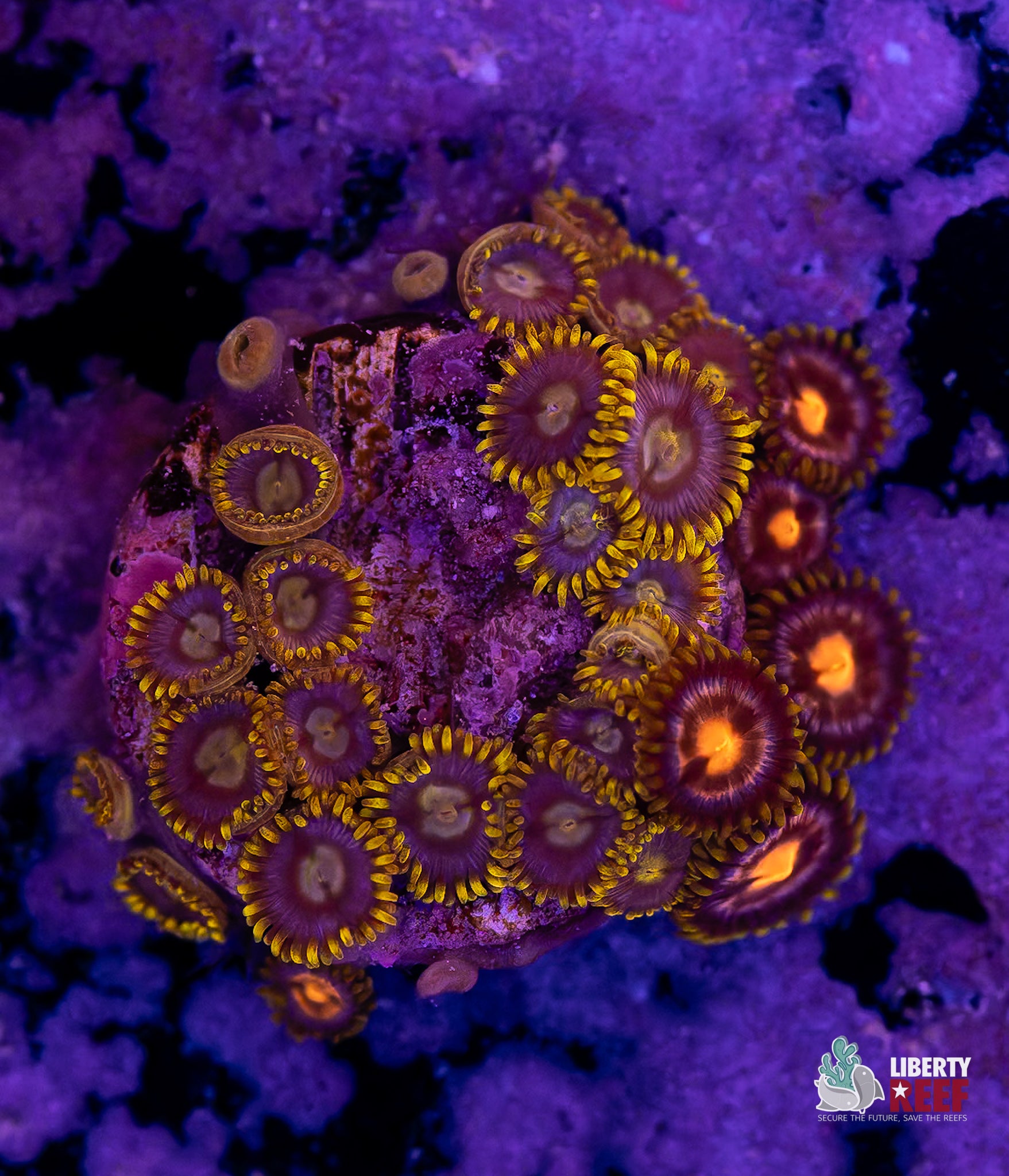 10/31 Online Auction