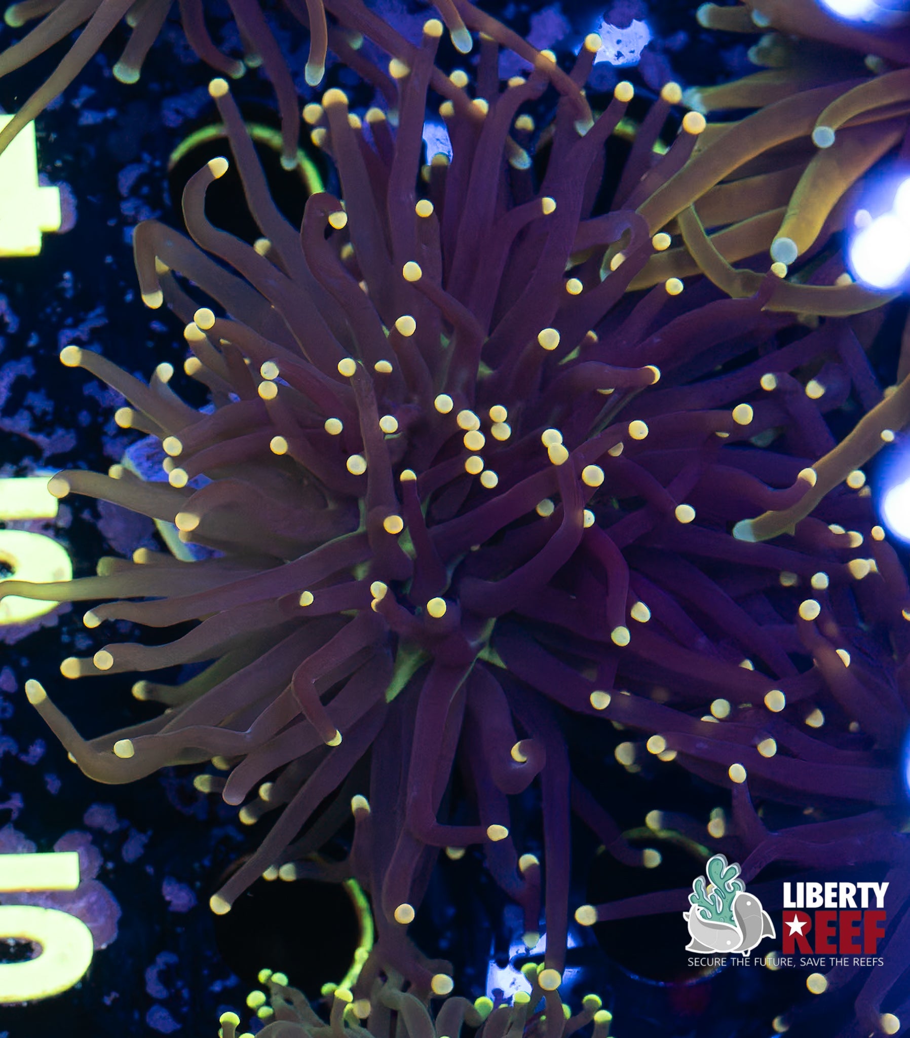 Double DOC Sun Devil Torch