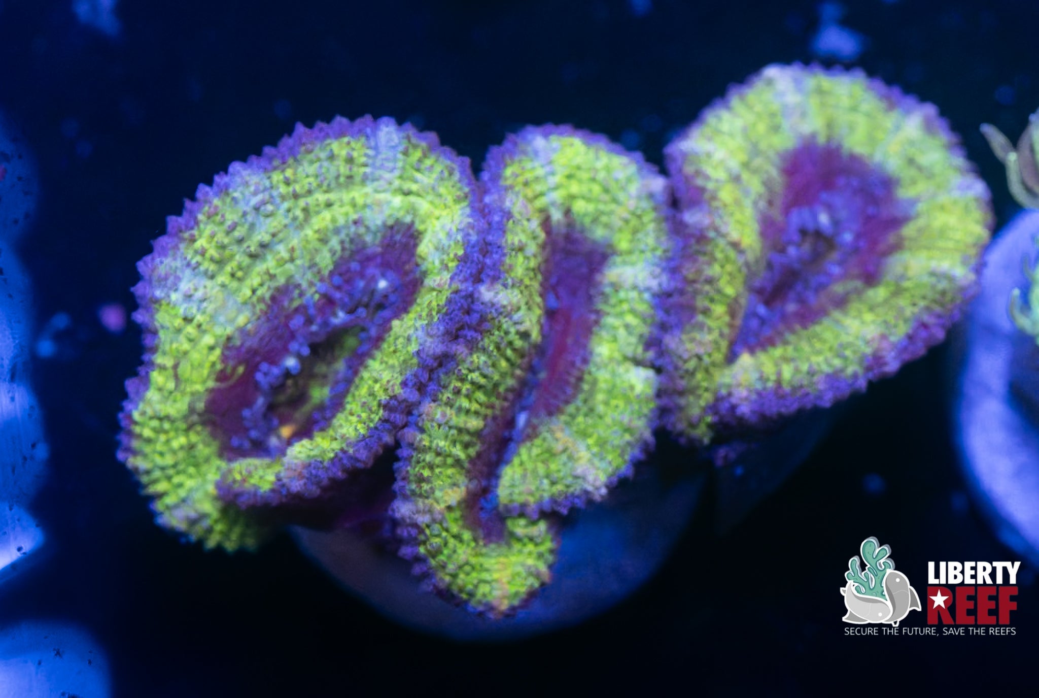 Green Stitch Acans