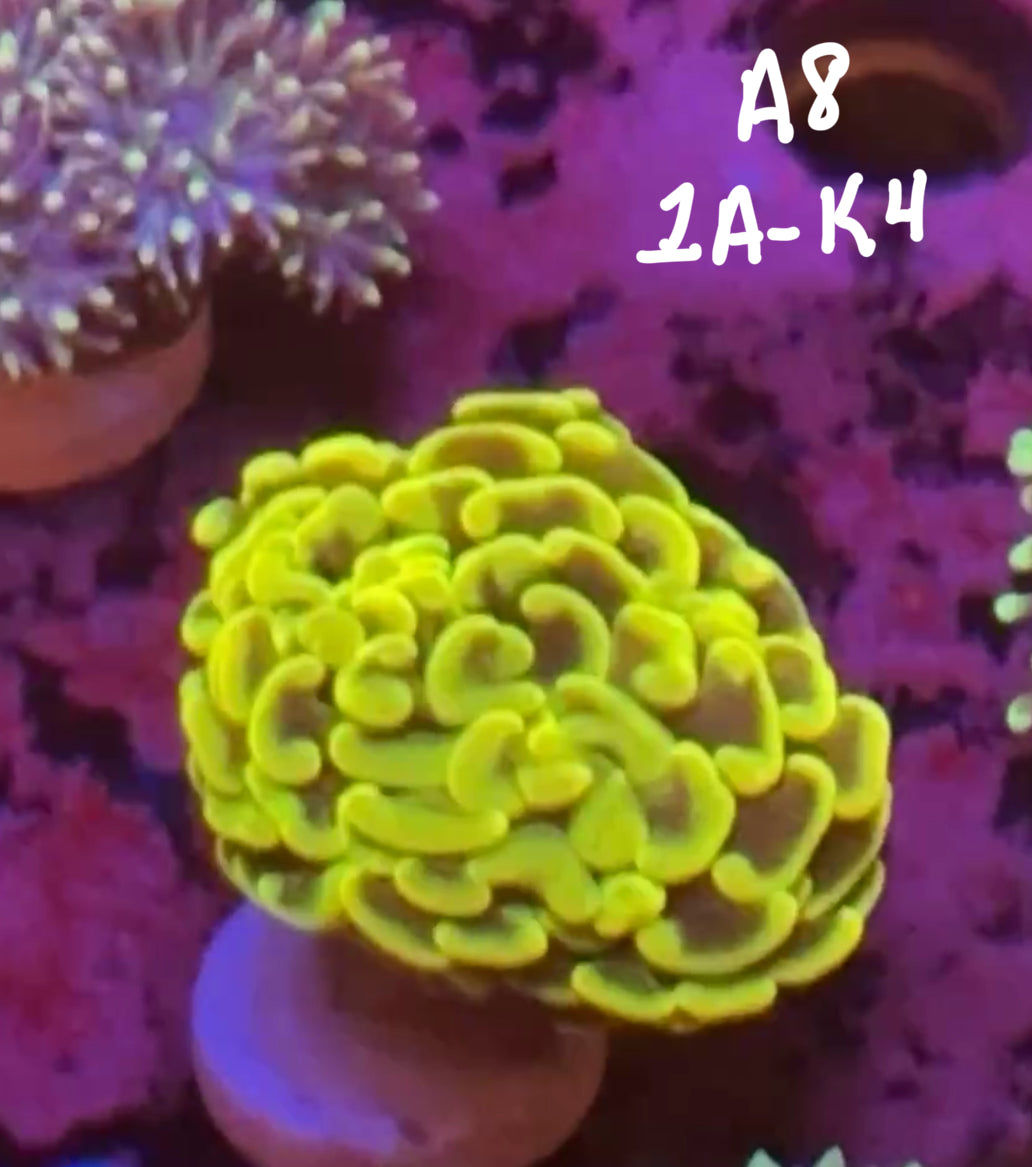 Jaron Bussard 10/25 Facebook Live Auction