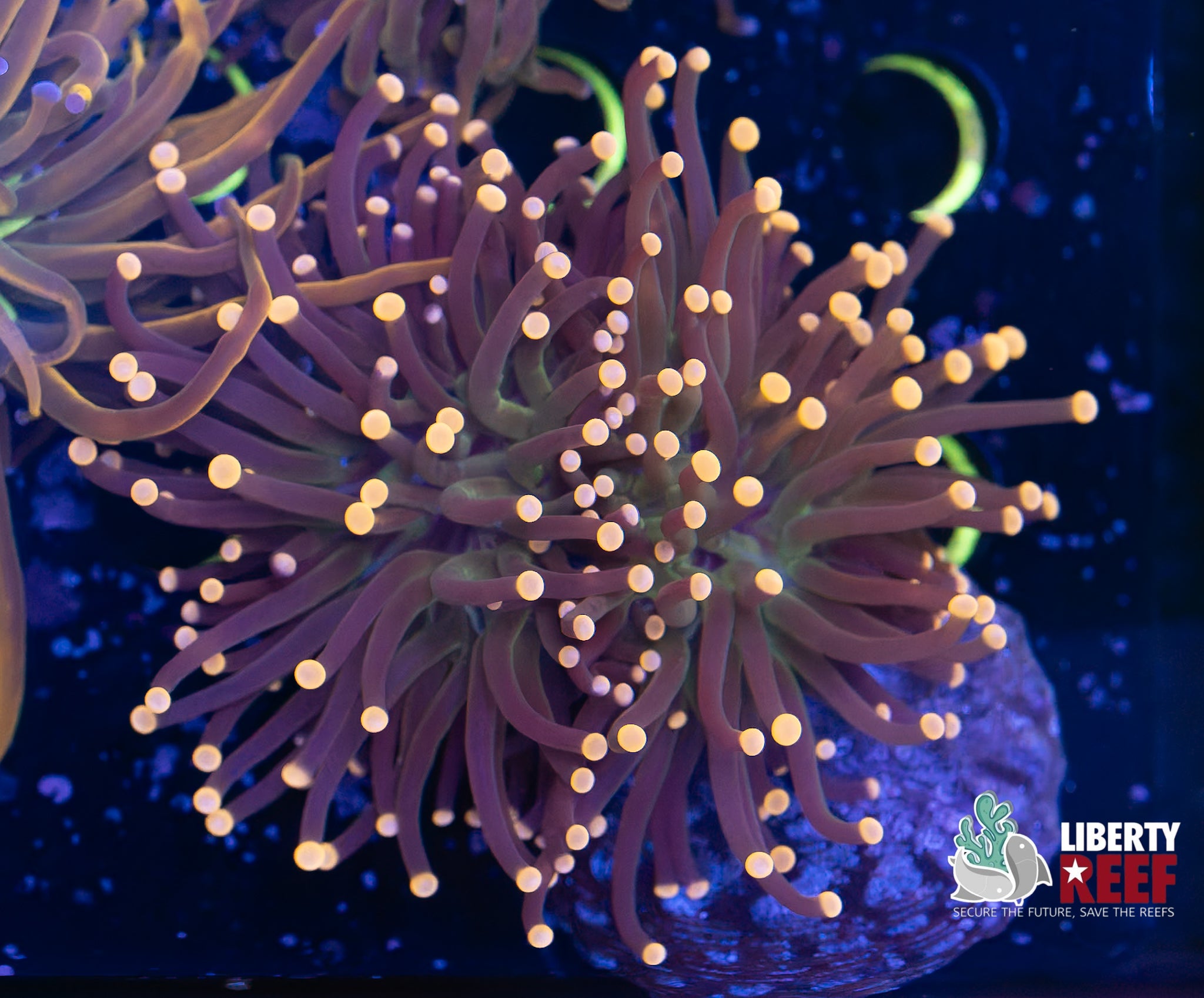 Double Miami Vice Torch