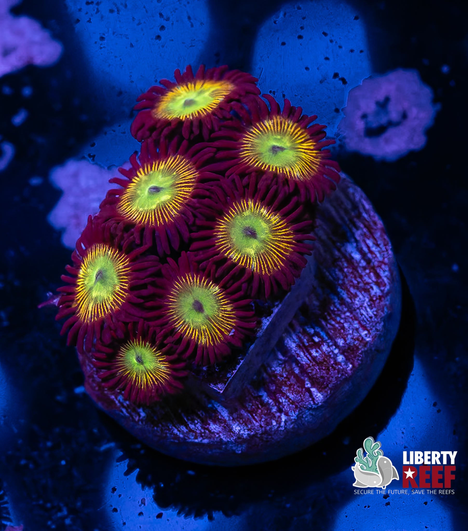 Nuclear Meltdown Zoas