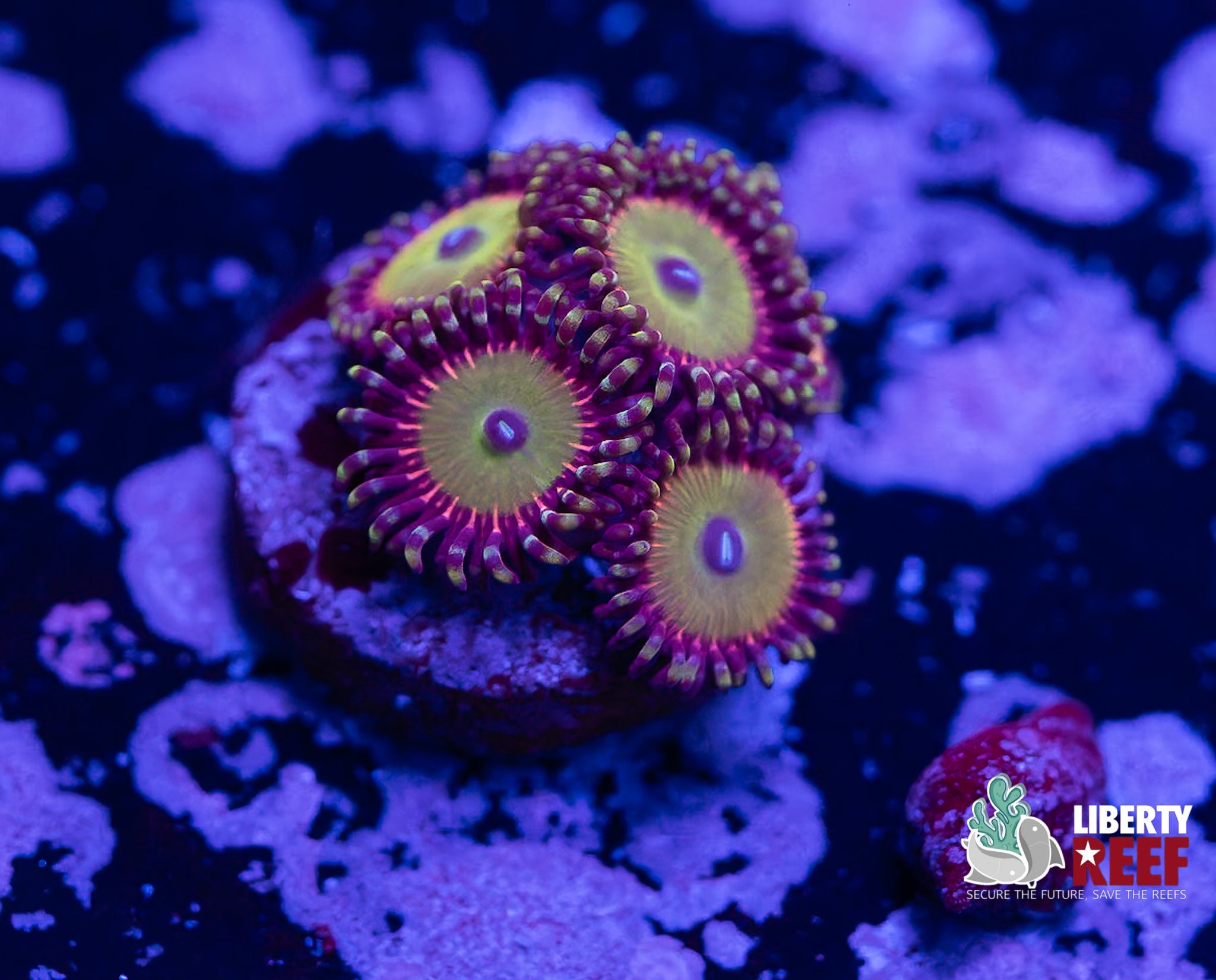 Candy Apple Red Zoas