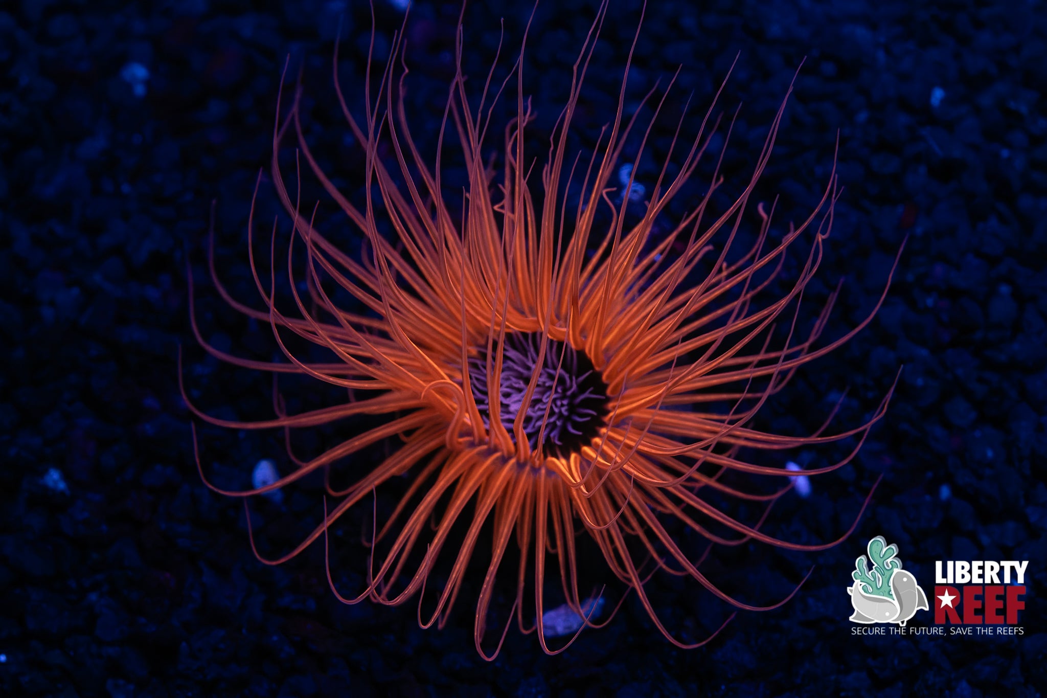 Burning Ember Tube Anemone