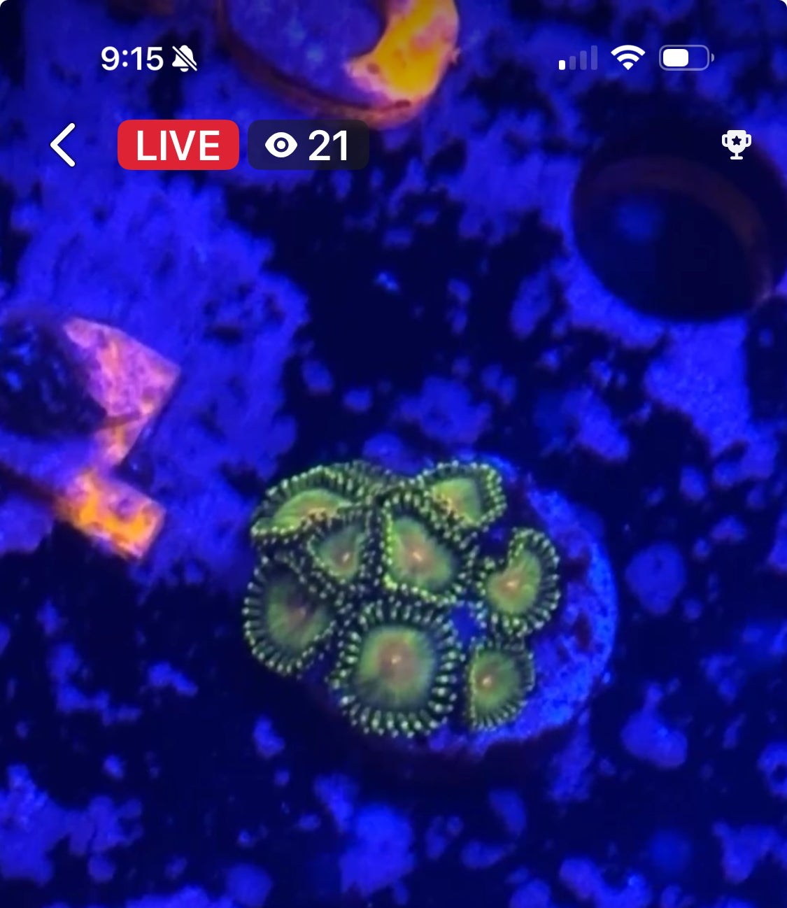 Facebook Live Auctioning