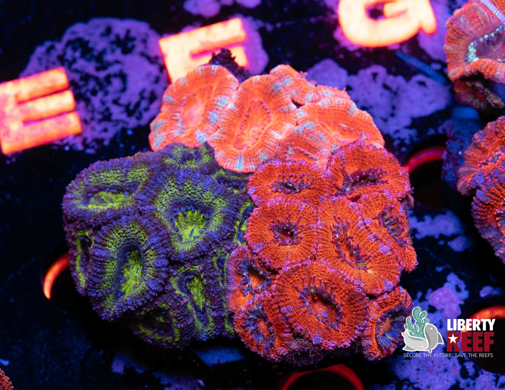 Ultra Acan Garden