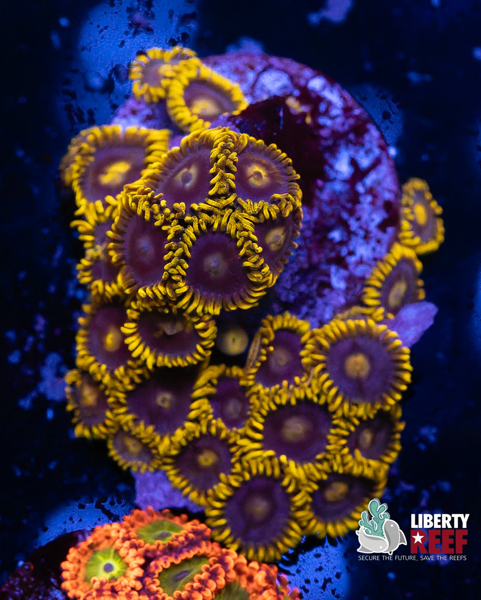 Blueberry Fields Zoas