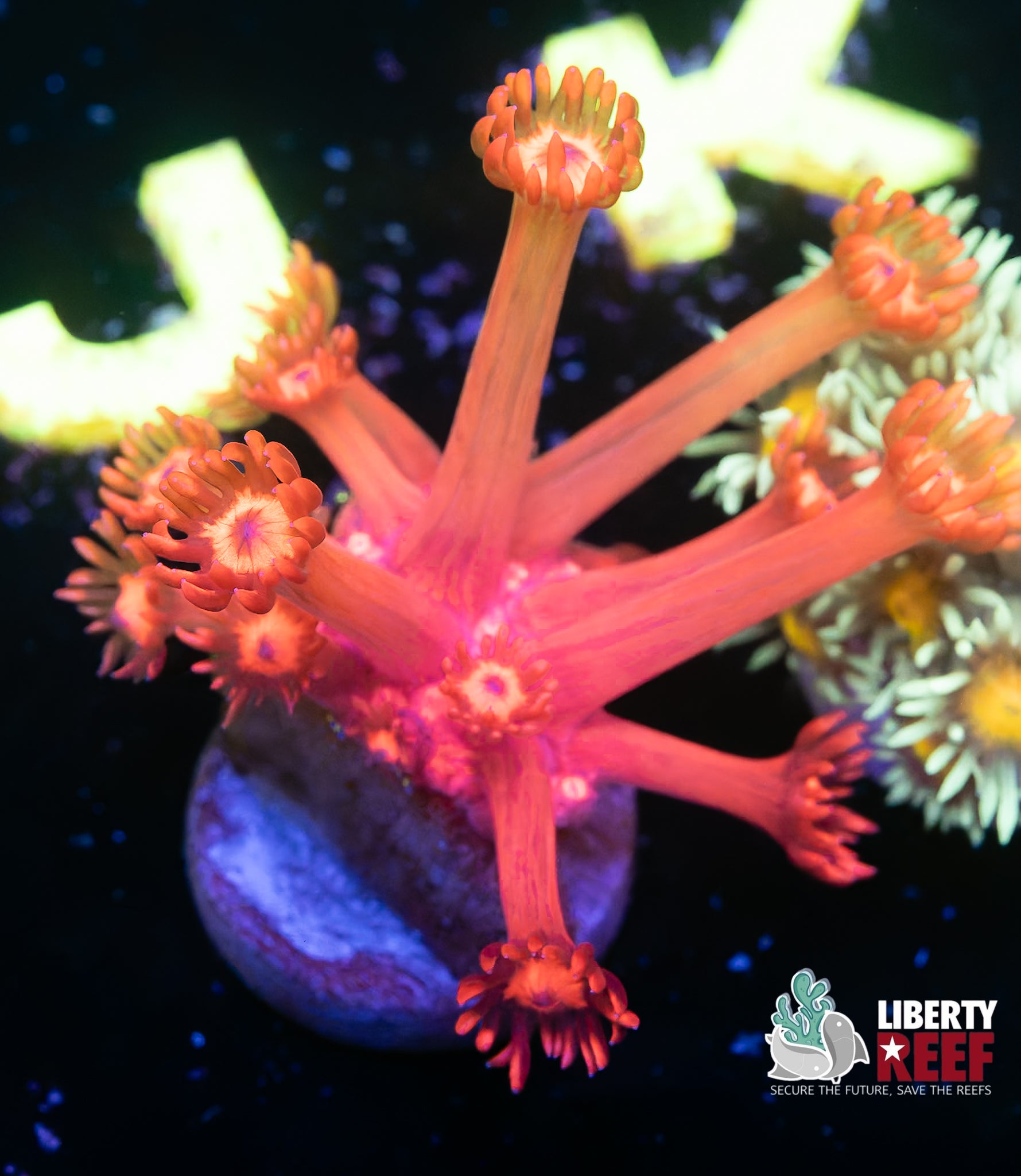 Metallic Red Goniopora