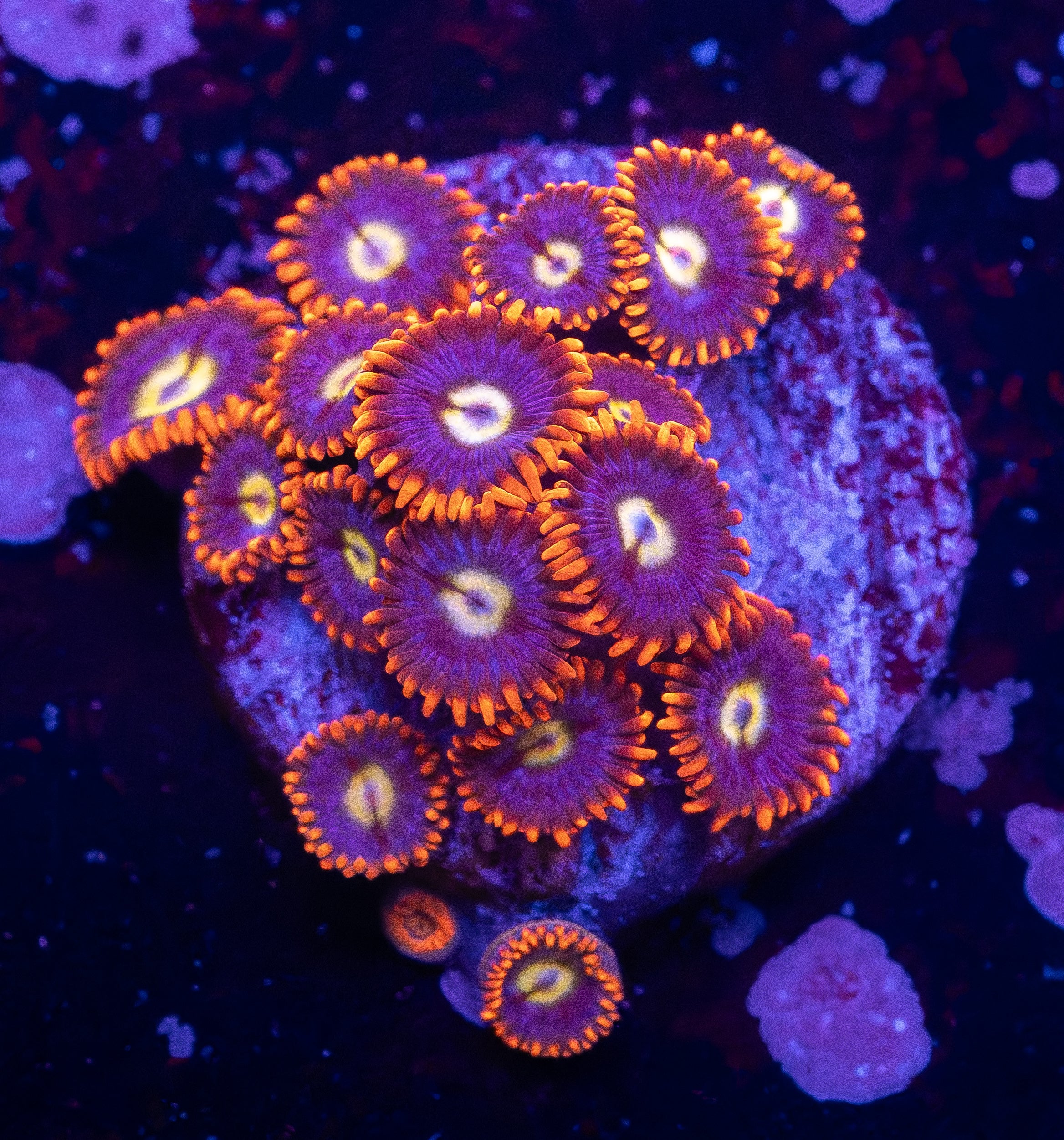 LCB Buckeyes Zoas