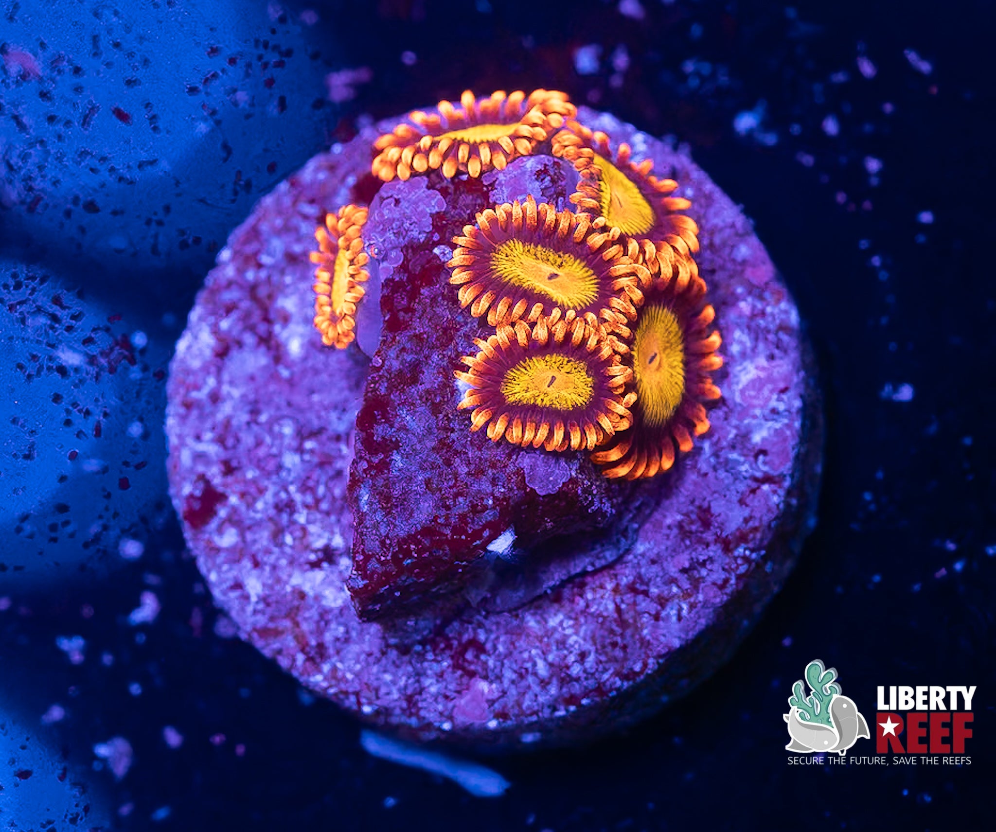 Mandarin Zoas