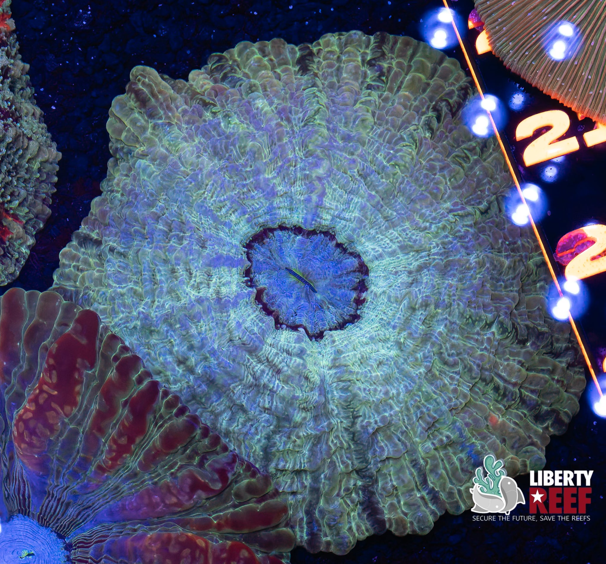 Snow White Indophyllia (Large)