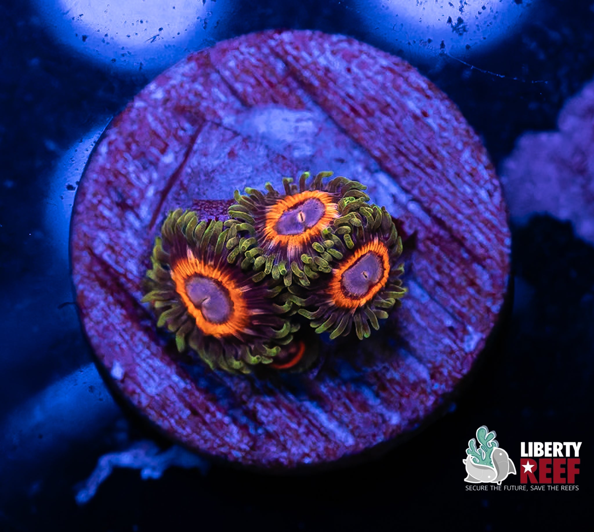 WHAMMIN Watermelon Zoas