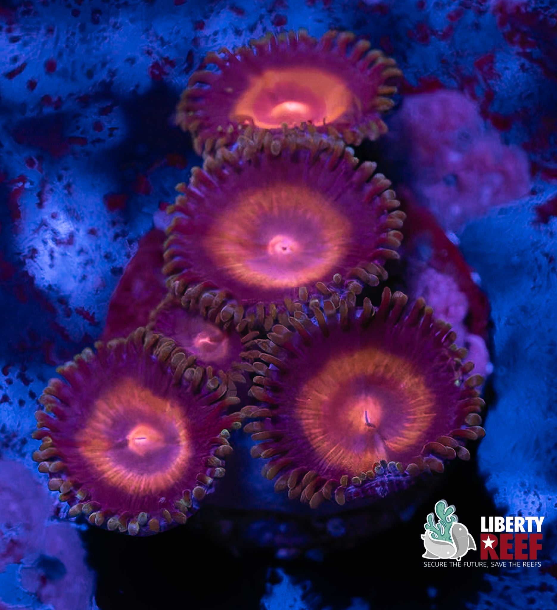 Super Girl Zoas