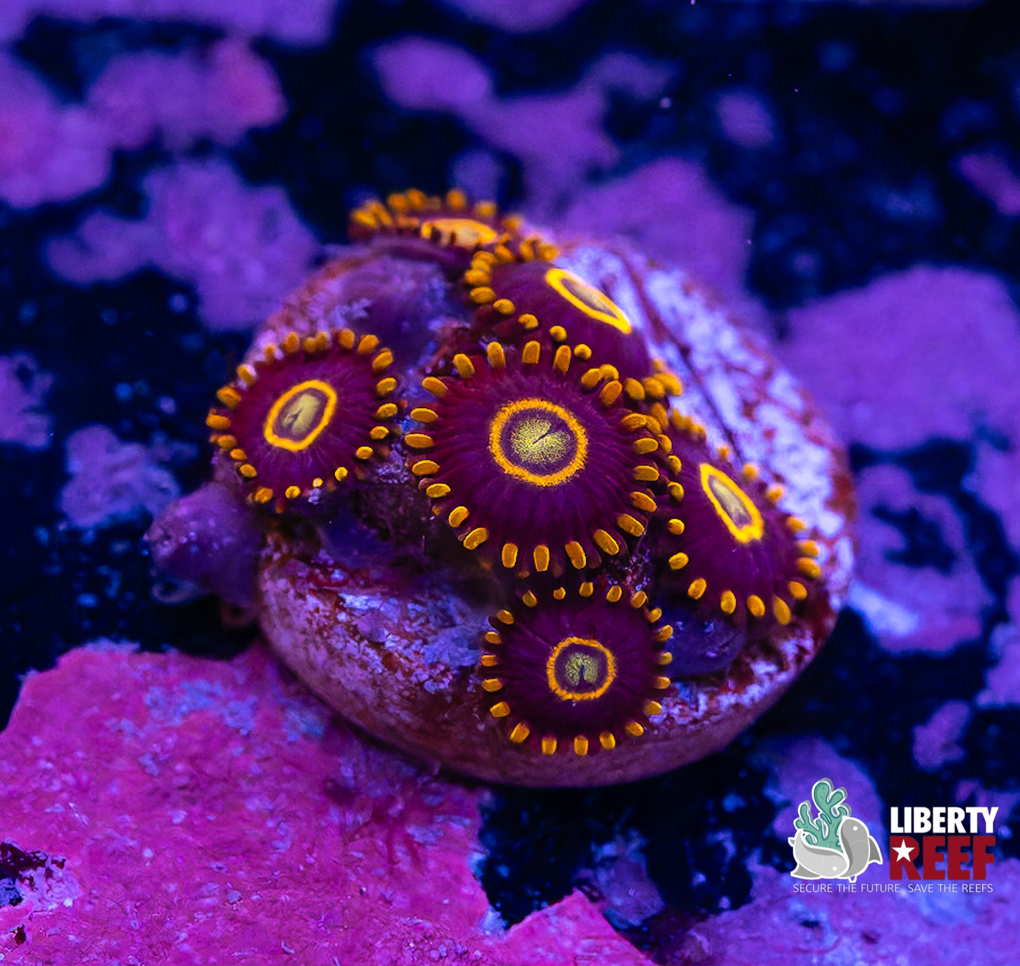 Yellow Hornet Zoas