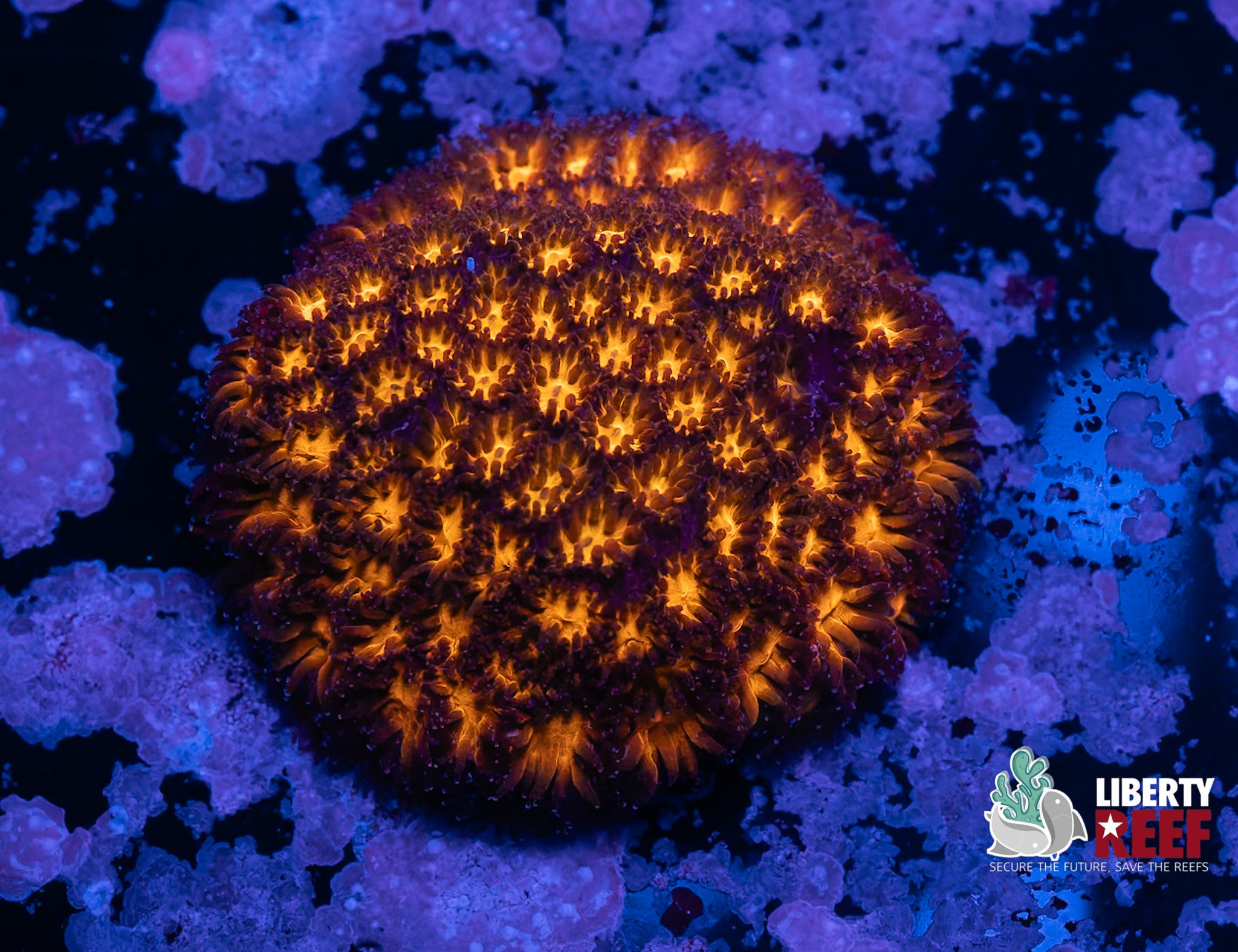 Fireball Leptastrea