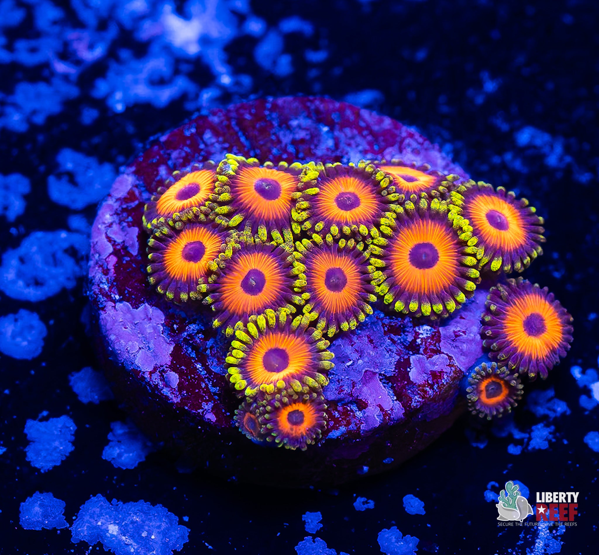 10/31 Online Auction