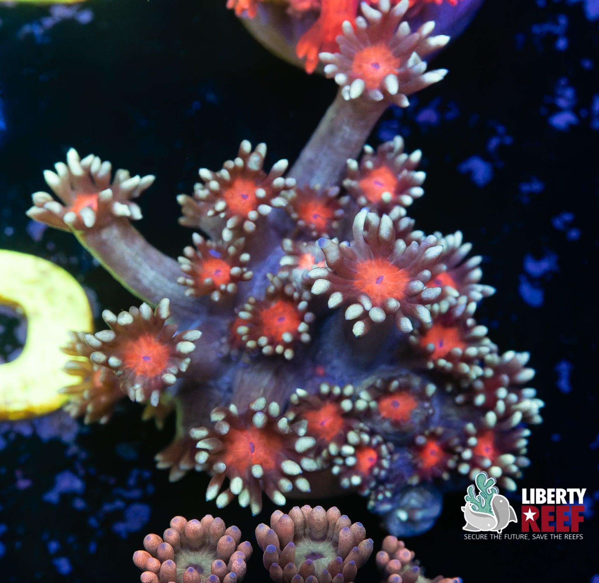 Bubble Gum Goniopora