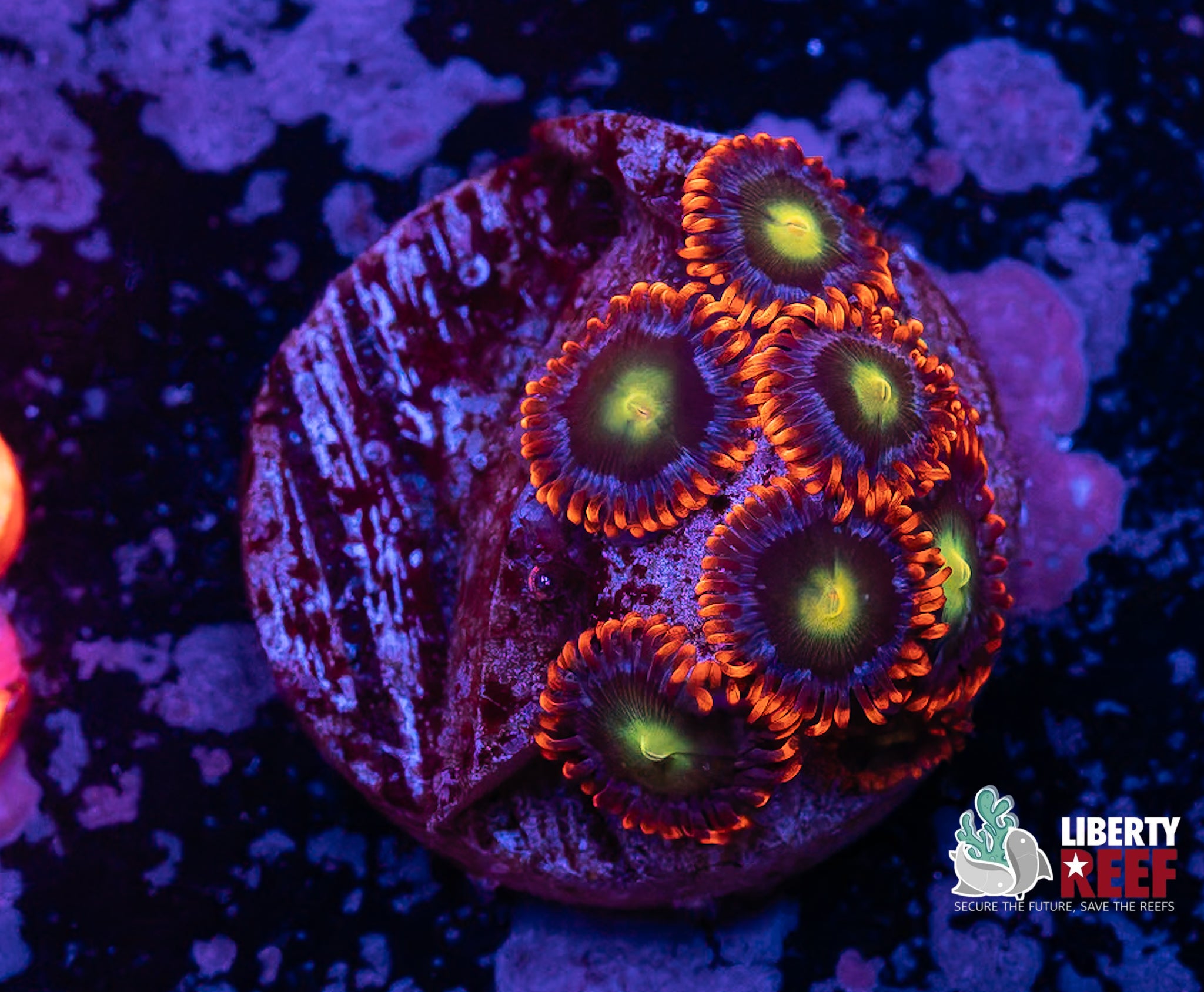Circus Zoas