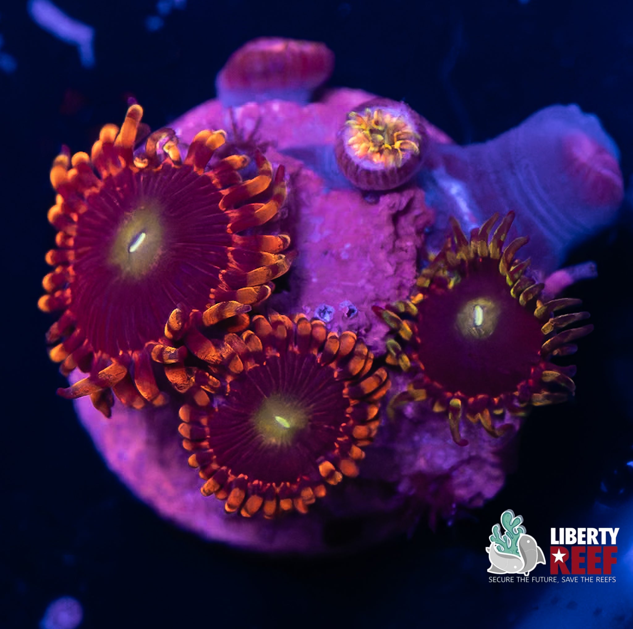 Big R Bozo Birthday Zoas