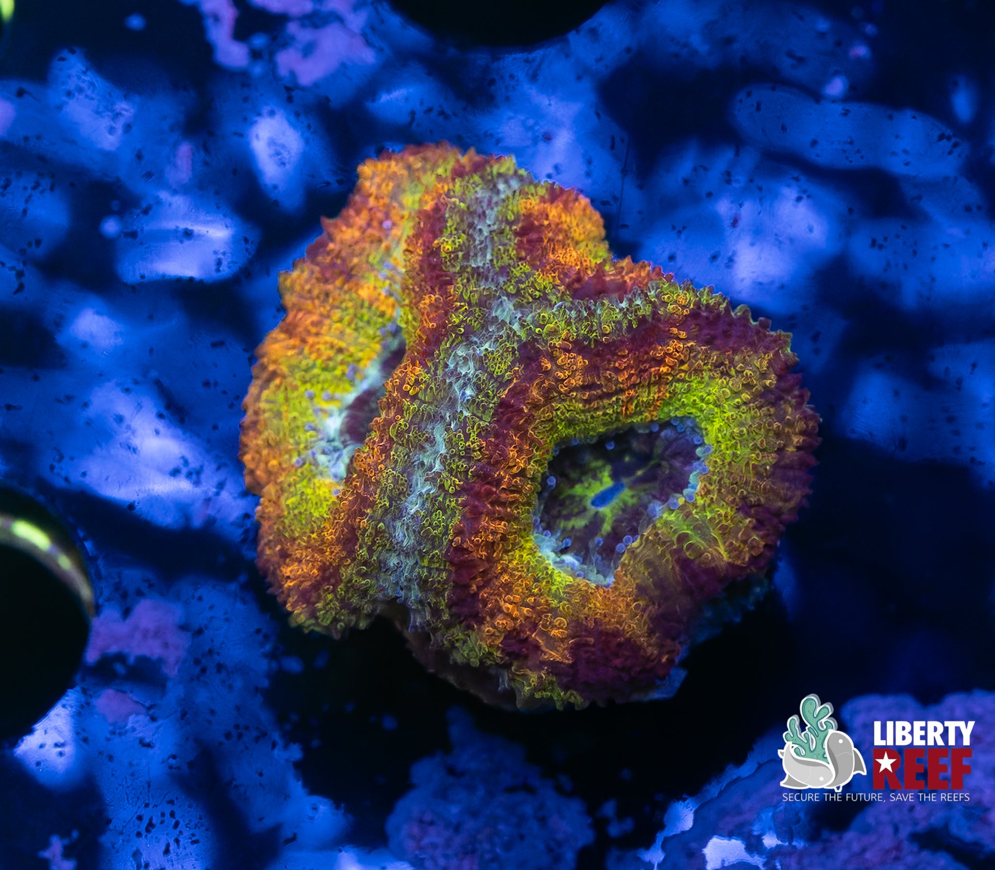 Insane Rainbow Acan