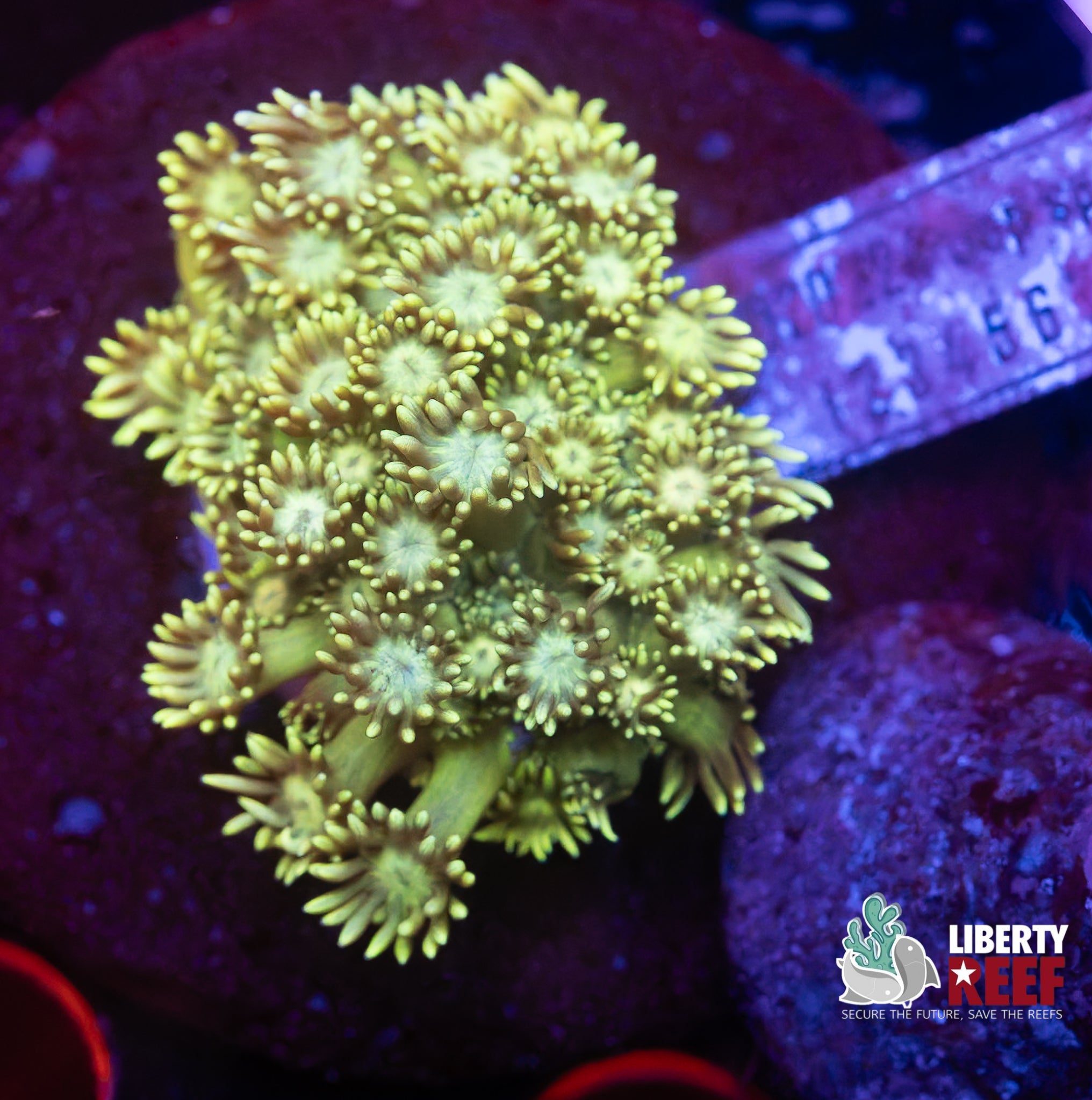 Lemon Lime Goniopora (2in Disk)