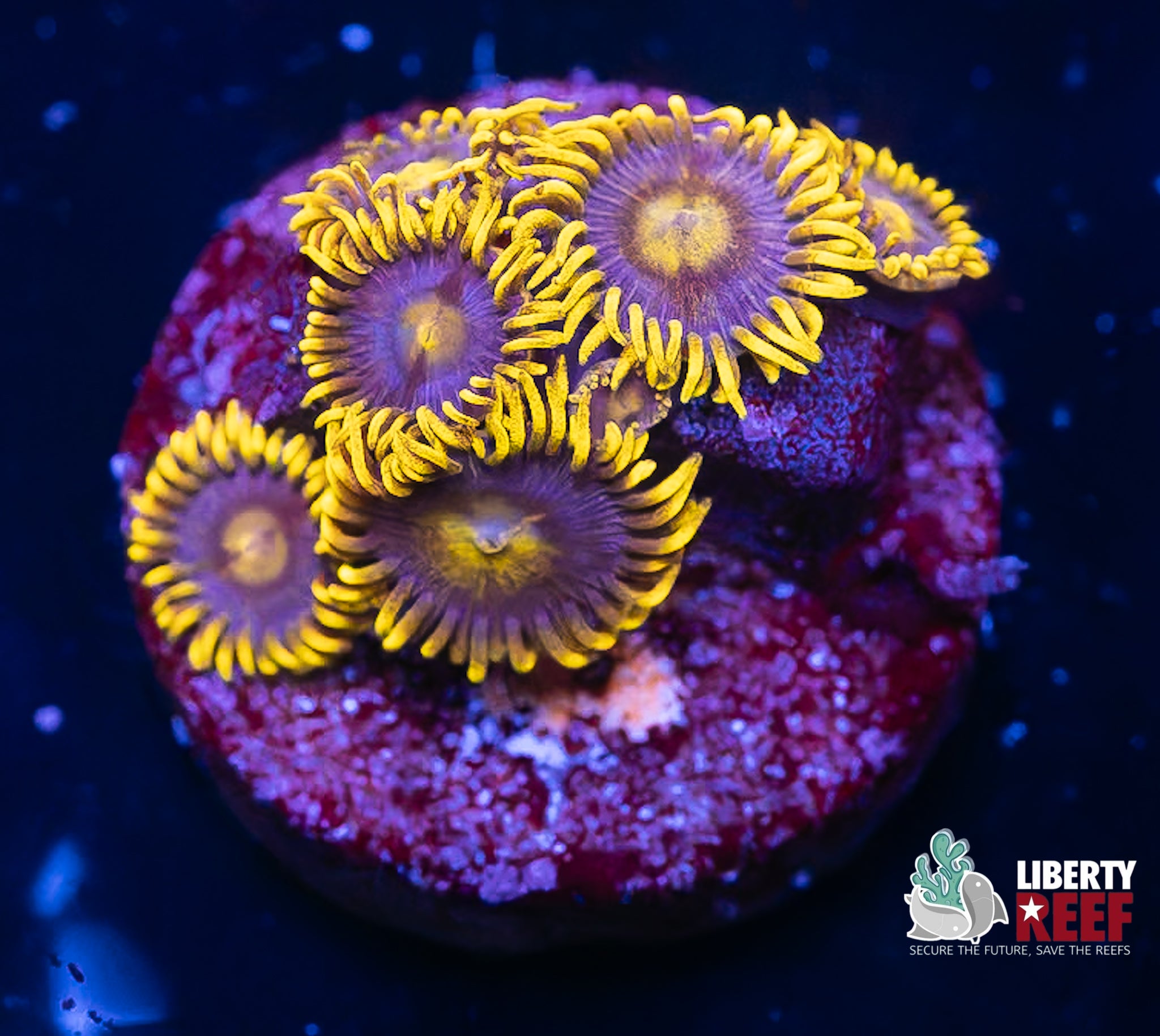 Blueberry Fields Zoas