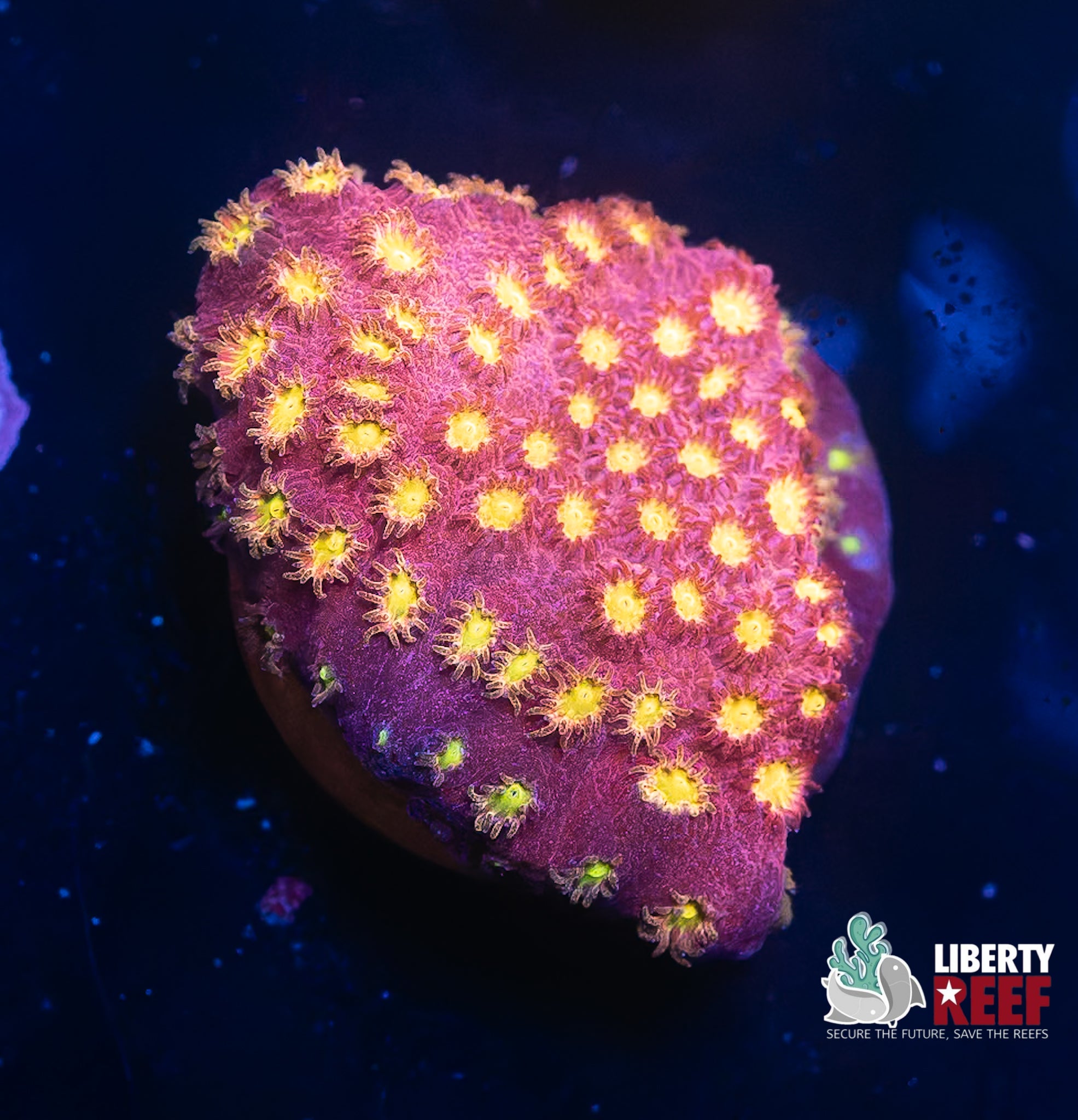 JF Bling Bling Cyphastrea