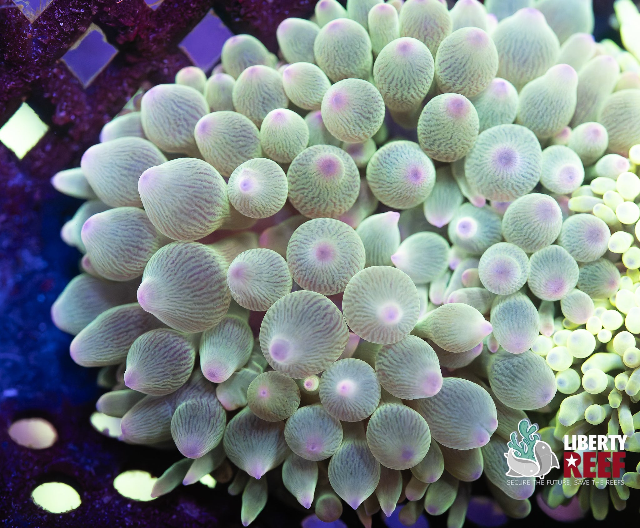 Sea Green Bubble Tip Anenome