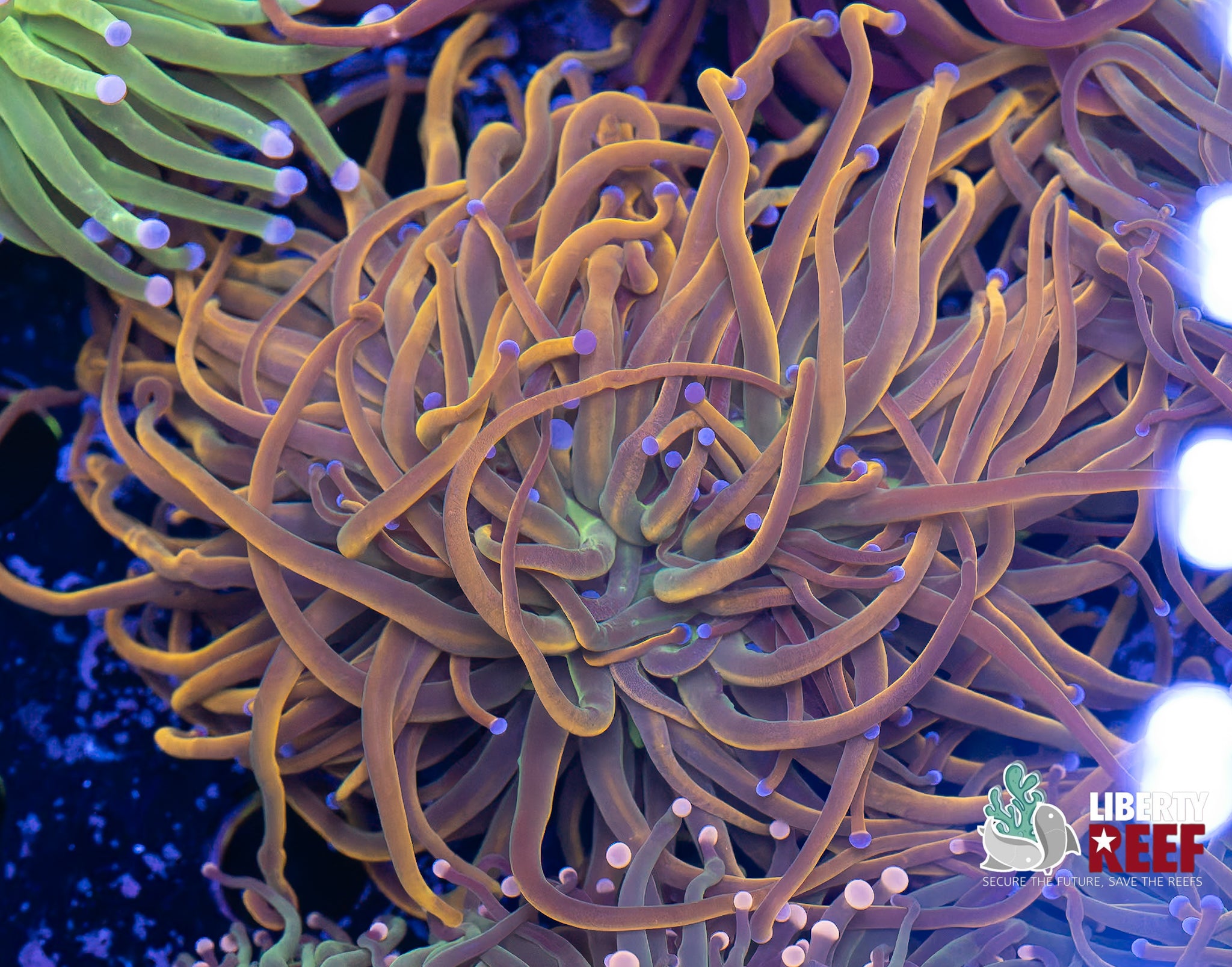 Double Dragon Tamer Torch