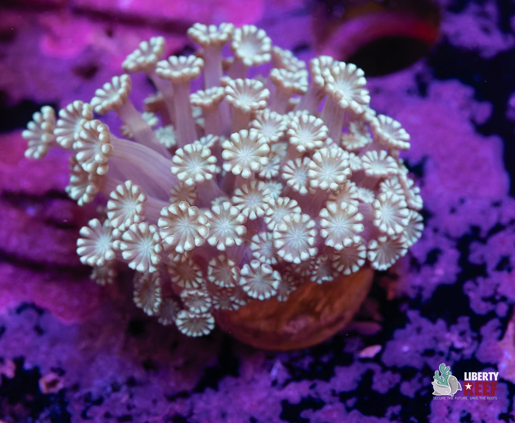 Snow White Alveopora