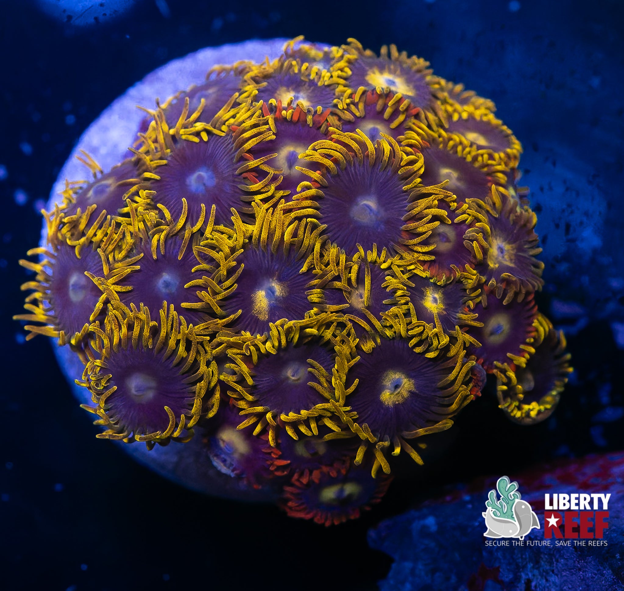 Blueberry Fields Combo Frag